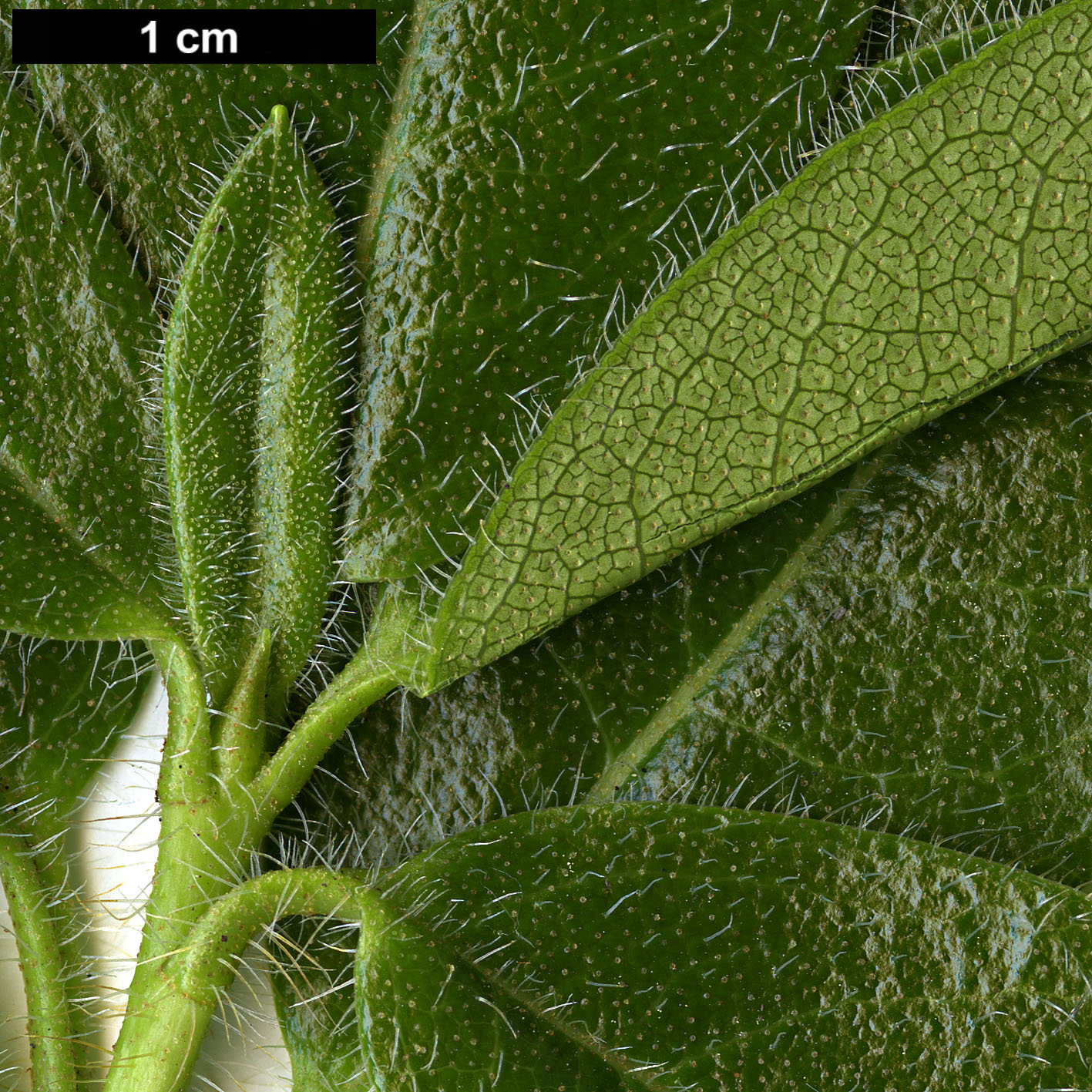 High resolution image: Family: Ericaceae - Genus: Rhododendron - Taxon: ciliatum