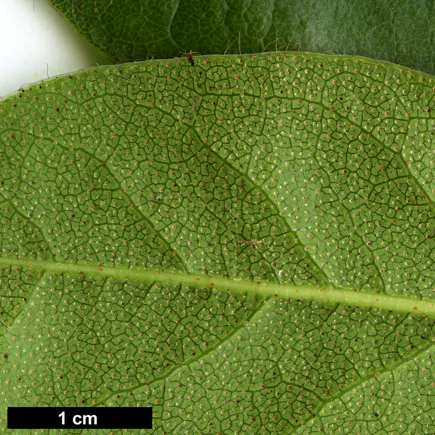 High resolution image: Family: Ericaceae - Genus: Rhododendron - Taxon: ciliicalyx