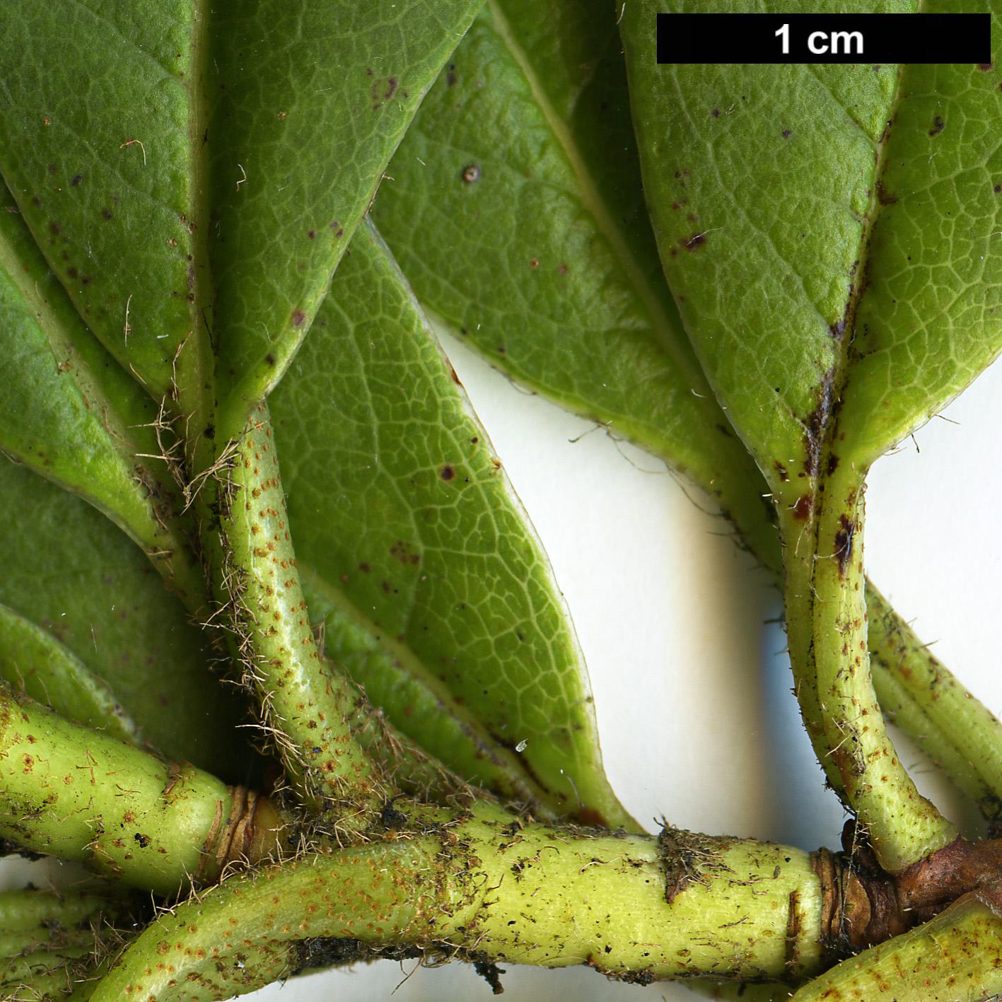 High resolution image: Family: Ericaceae - Genus: Rhododendron - Taxon: ciliicalyx