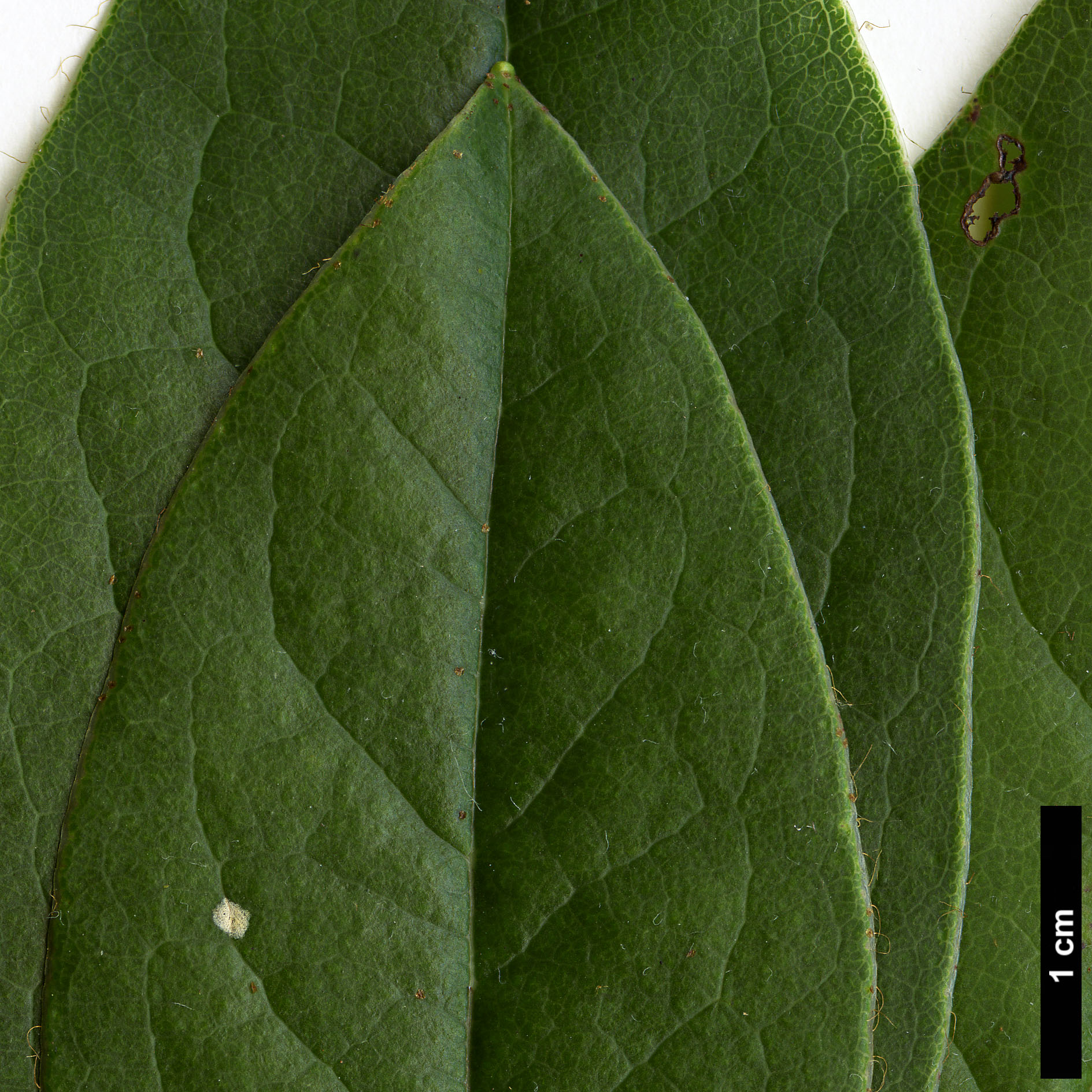 High resolution image: Family: Ericaceae - Genus: Rhododendron - Taxon: ciliicalyx