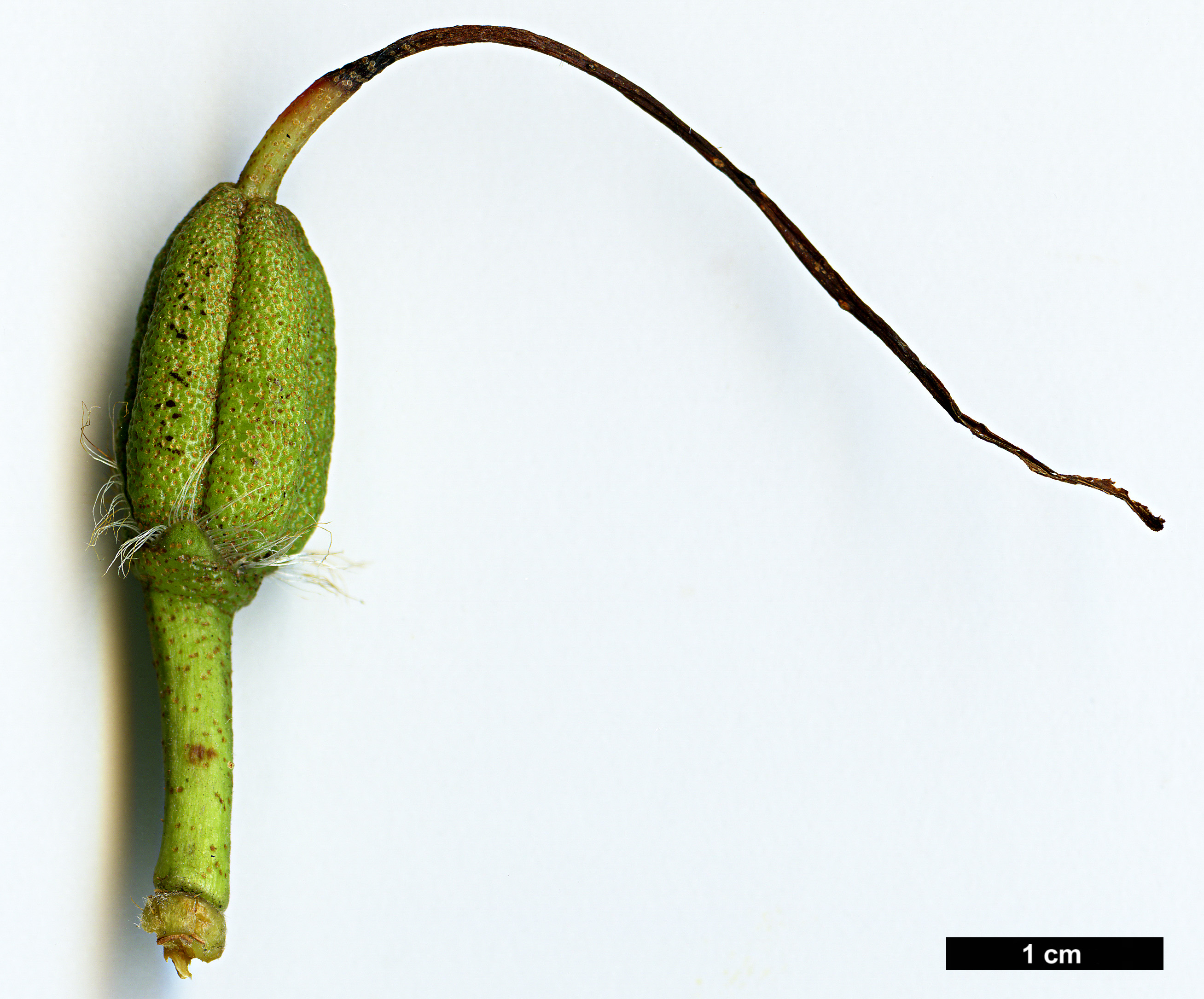 High resolution image: Family: Ericaceae - Genus: Rhododendron - Taxon: ciliicalyx