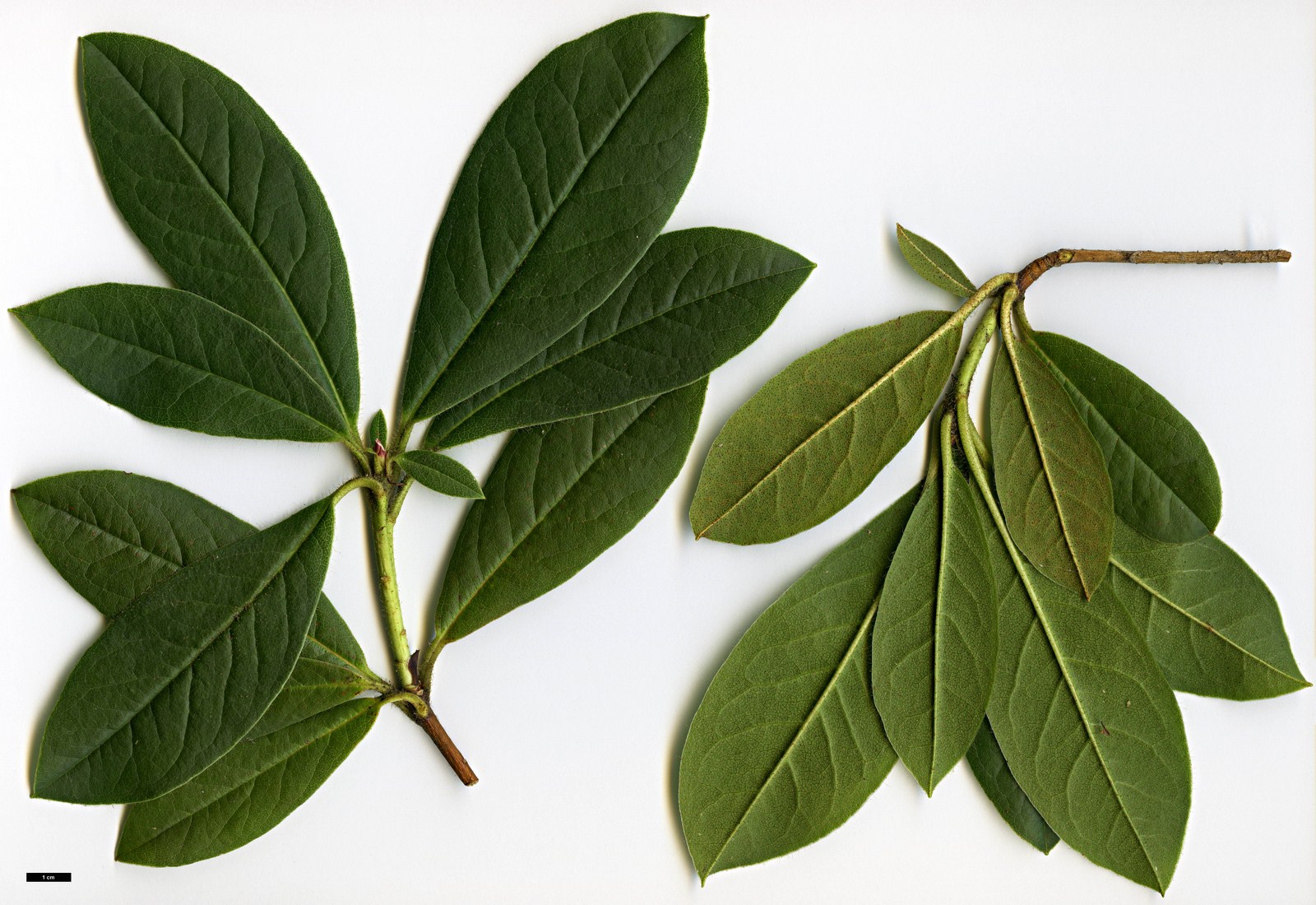 High resolution image: Family: Ericaceae - Genus: Rhododendron - Taxon: ciliicalyx