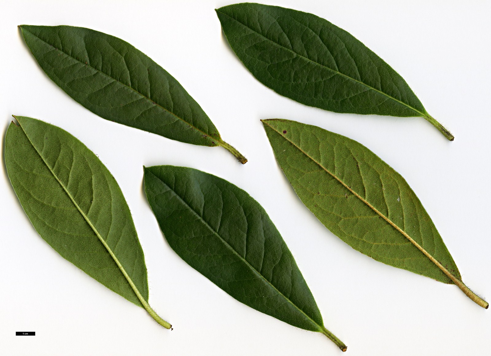 High resolution image: Family: Ericaceae - Genus: Rhododendron - Taxon: ciliicalyx