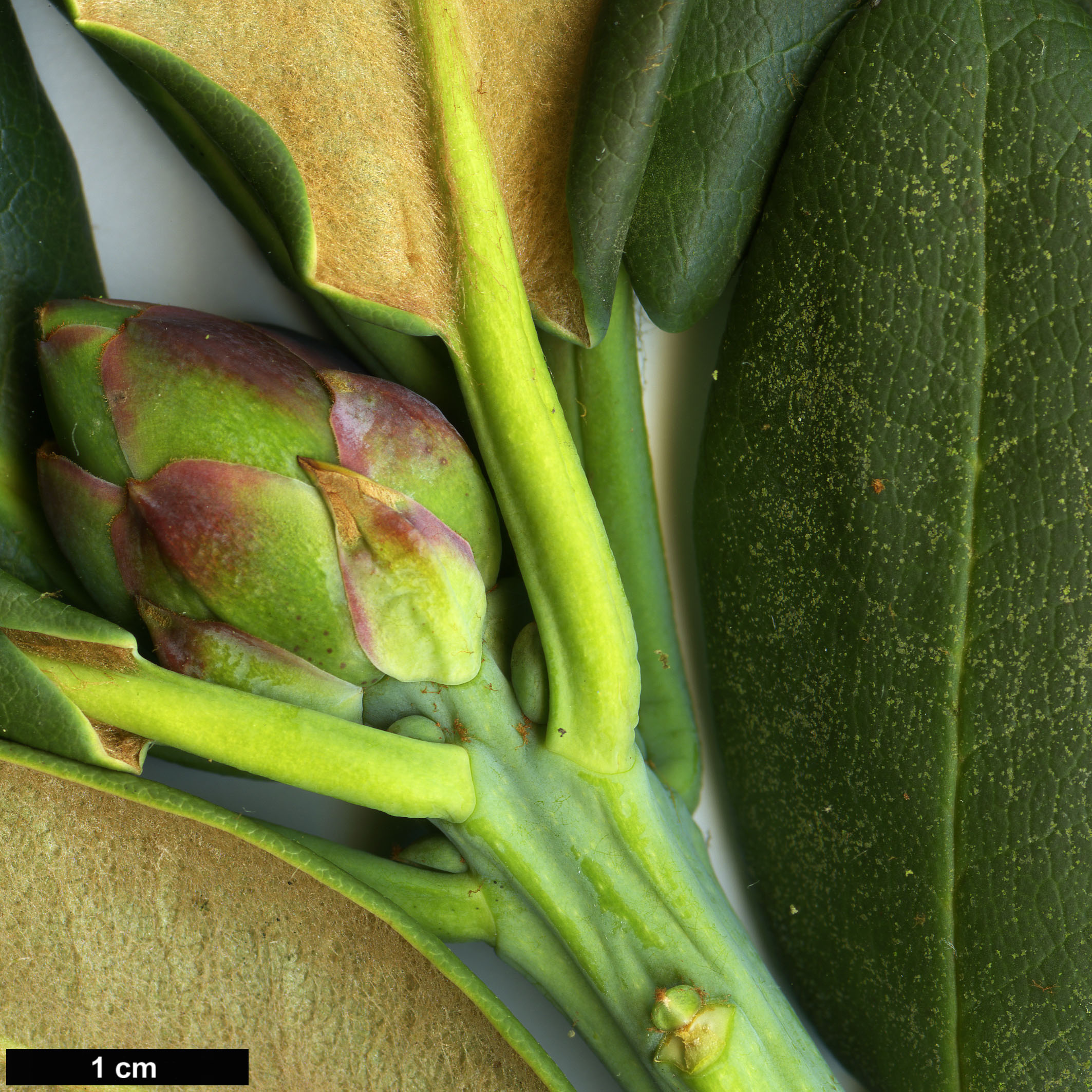 High resolution image: Family: Ericaceae - Genus: Rhododendron - Taxon: clementinae