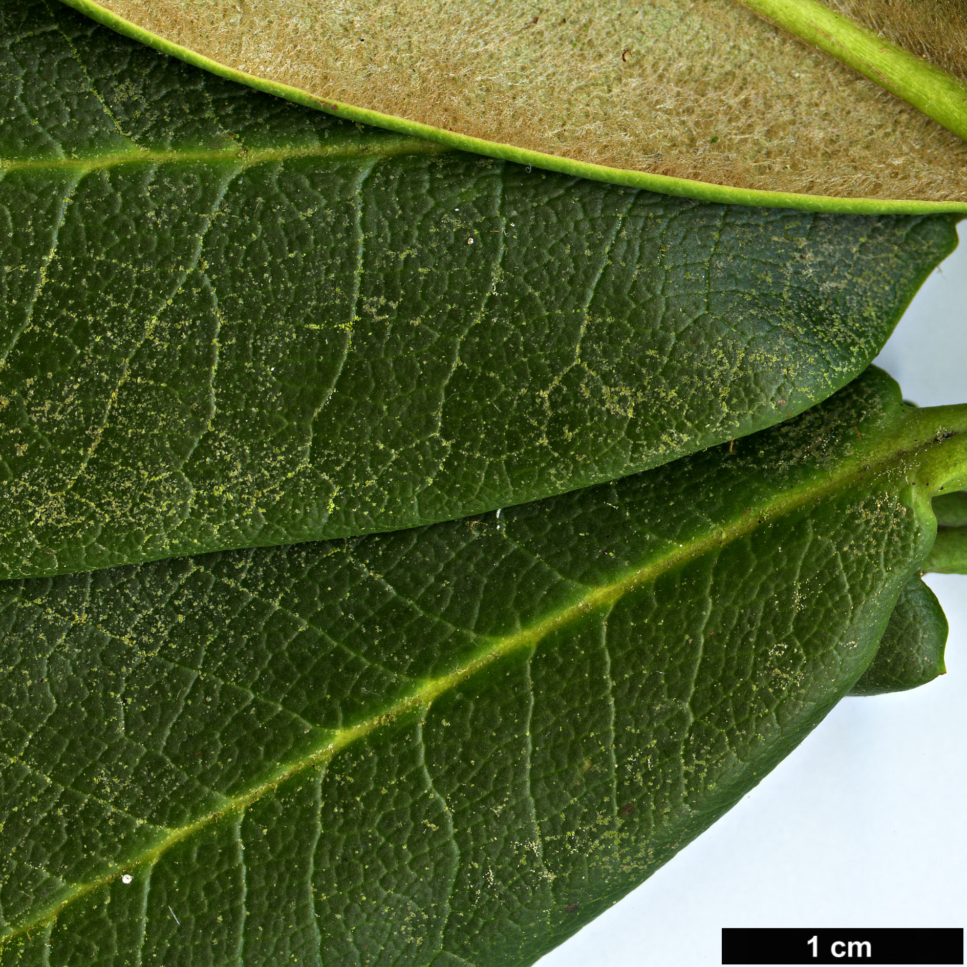 High resolution image: Family: Ericaceae - Genus: Rhododendron - Taxon: clementinae