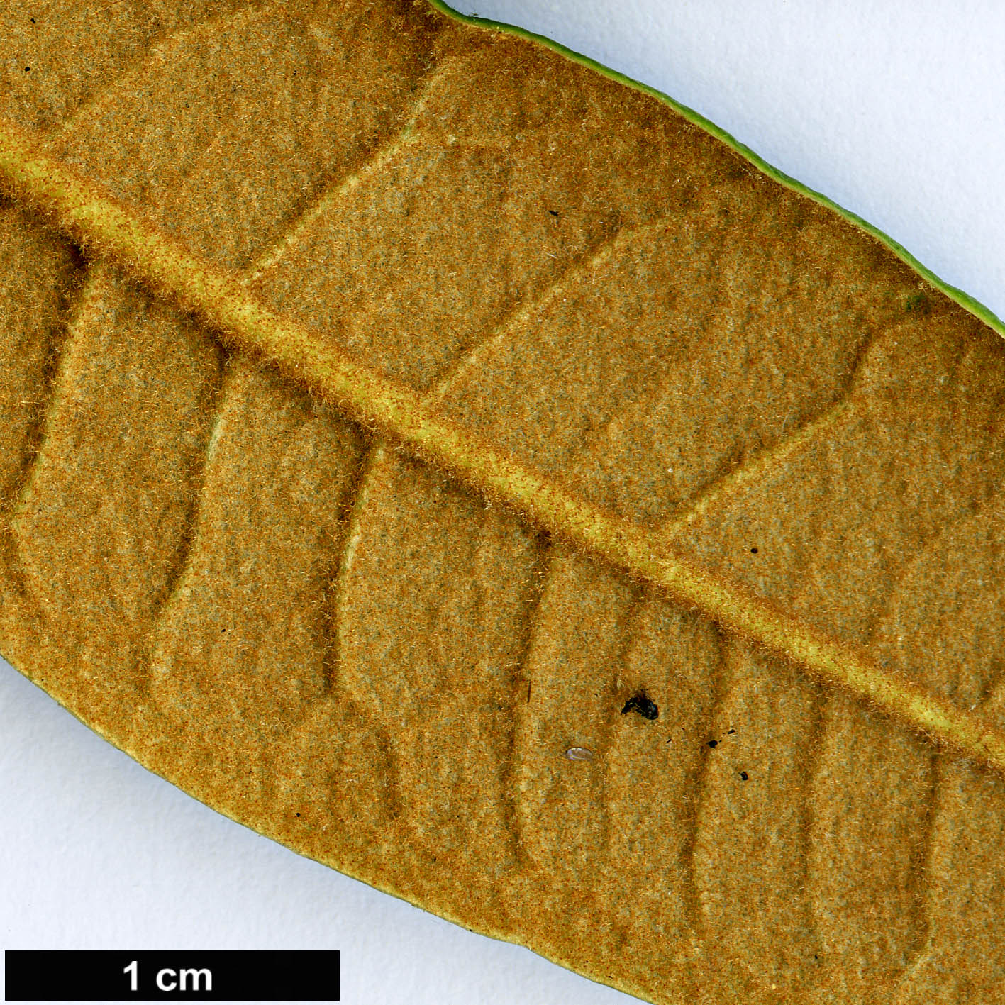 High resolution image: Family: Ericaceae - Genus: Rhododendron - Taxon: coeloneuron