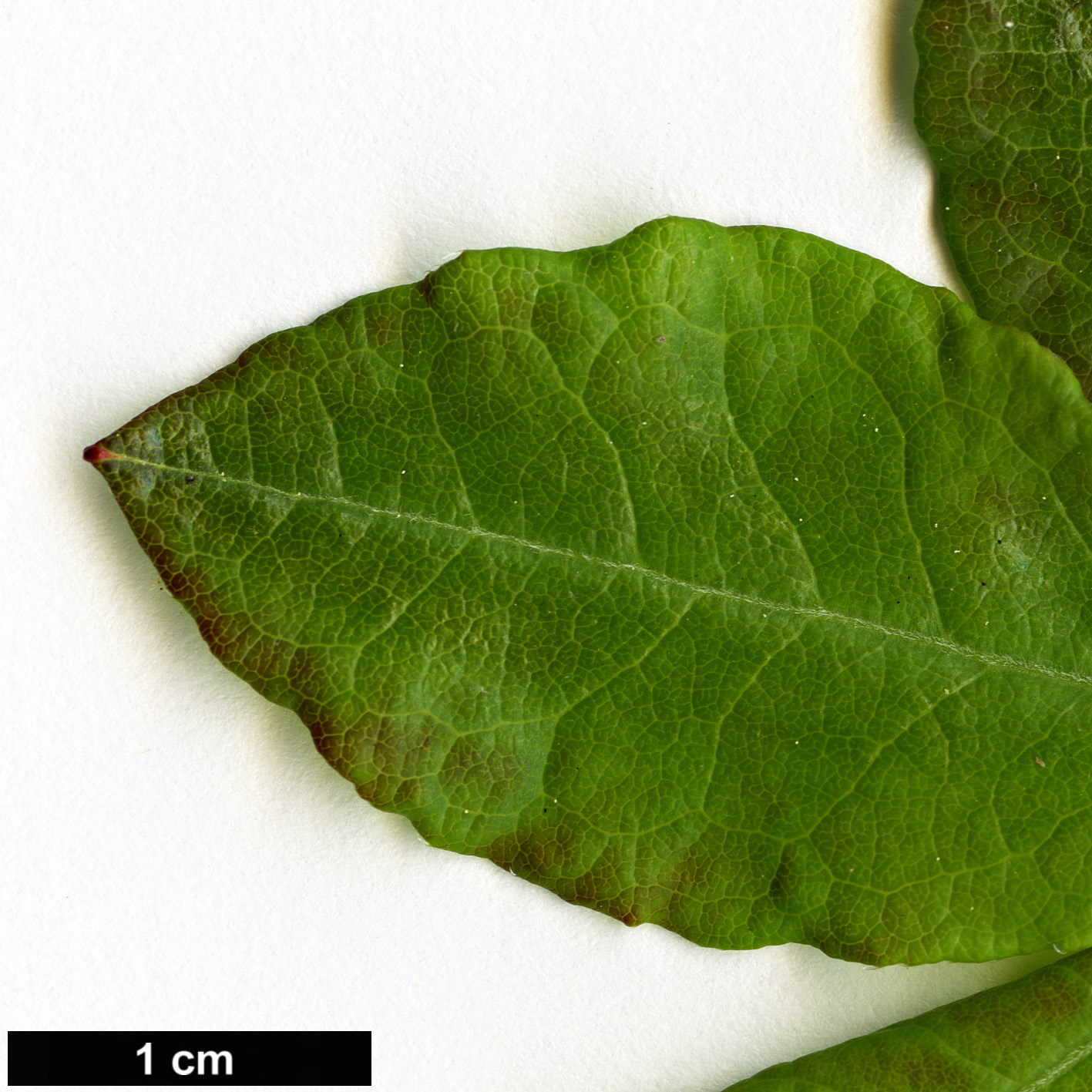 High resolution image: Family: Ericaceae - Genus: Rhododendron - Taxon: colemanii