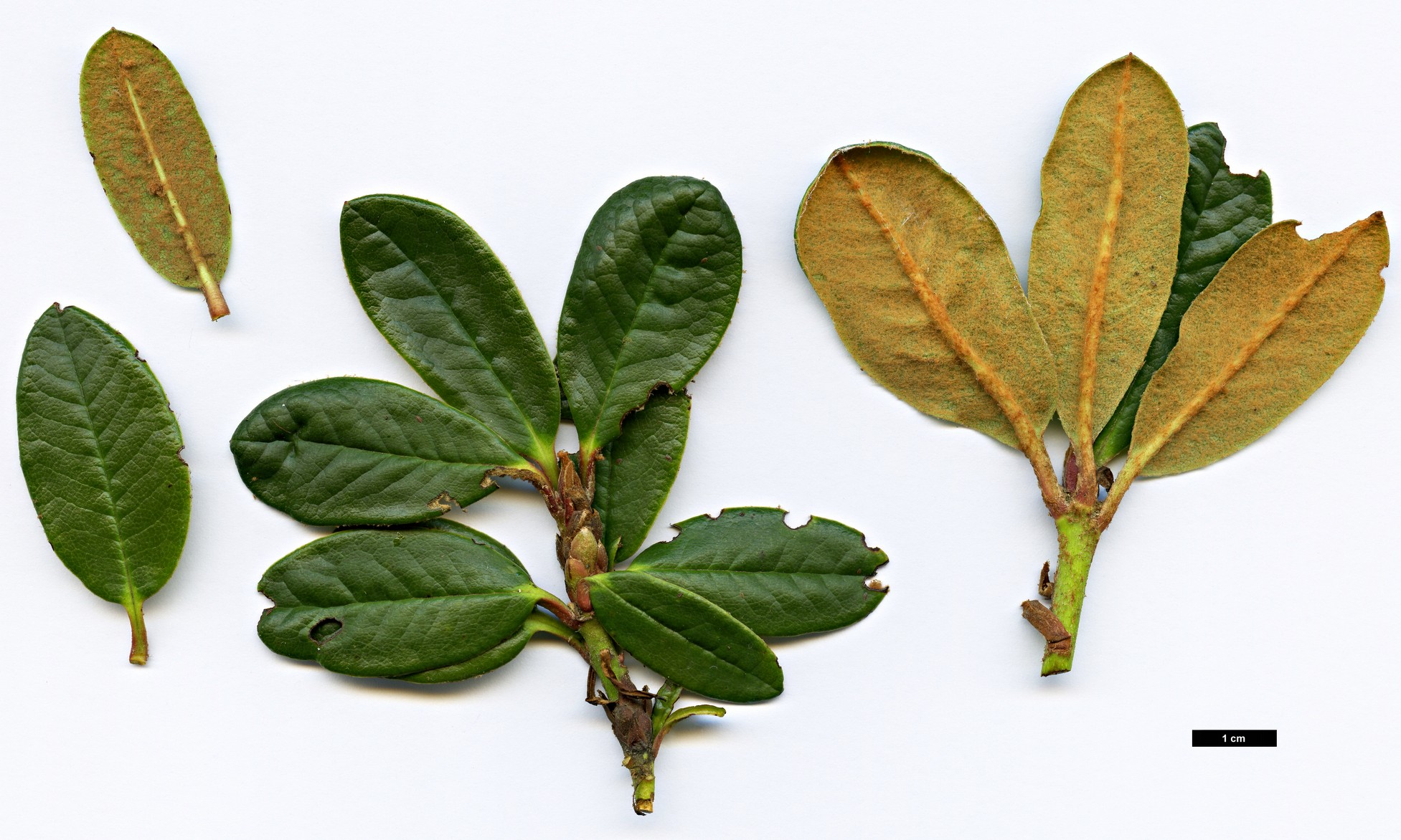 High resolution image: Family: Ericaceae - Genus: Rhododendron - Taxon: comisteum