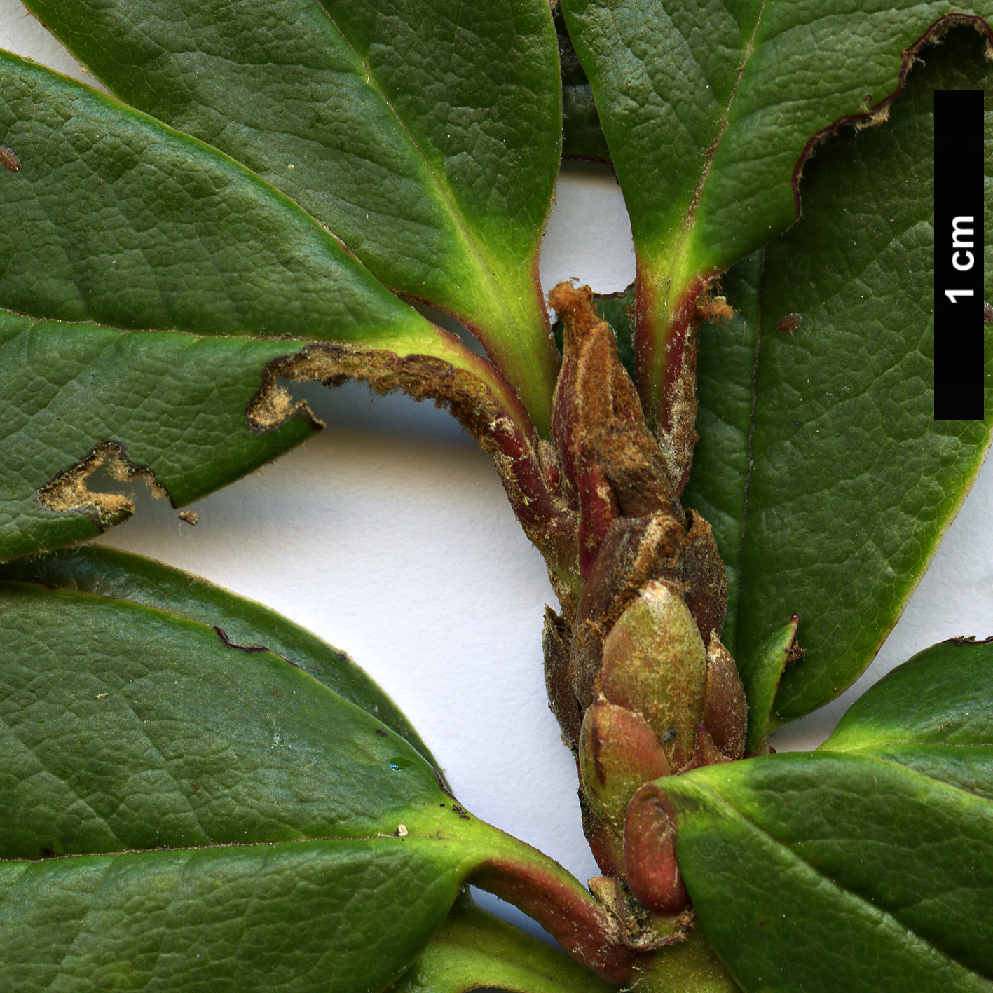 High resolution image: Family: Ericaceae - Genus: Rhododendron - Taxon: comisteum