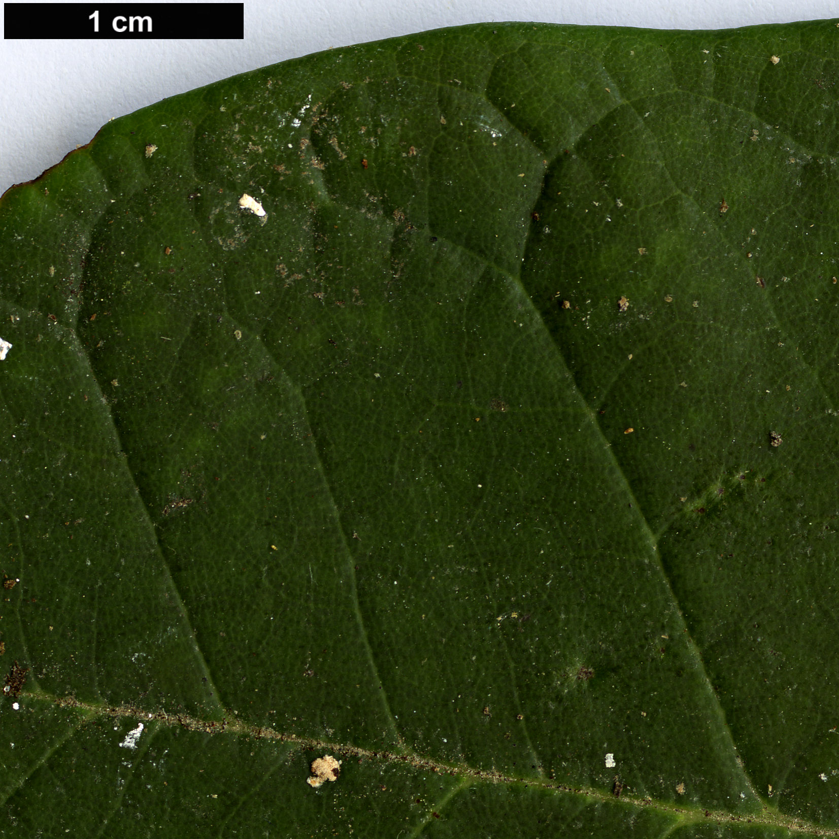 High resolution image: Family: Ericaceae - Genus: Rhododendron - Taxon: coriaceum