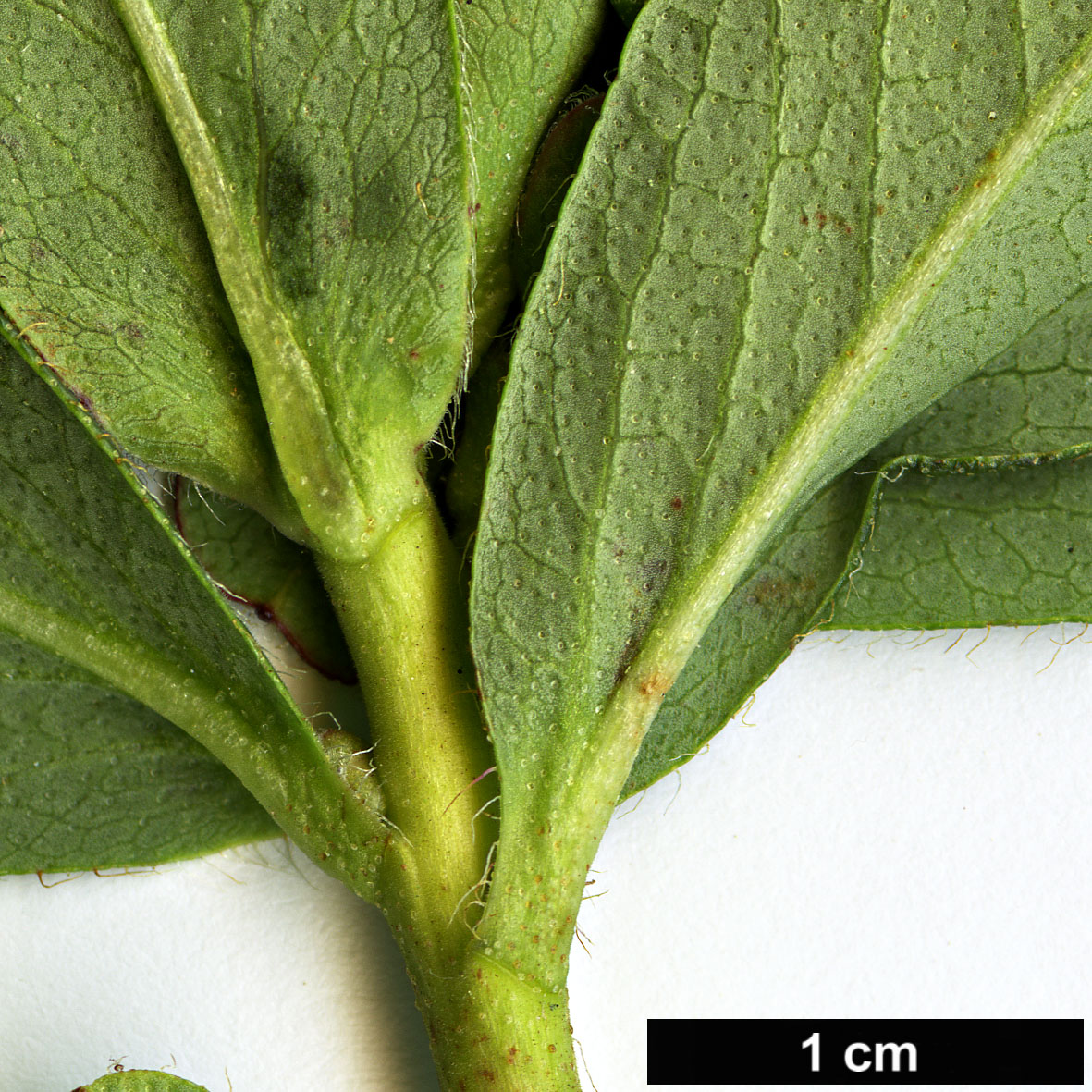 High resolution image: Family: Ericaceae - Genus: Rhododendron - Taxon: cowanianum