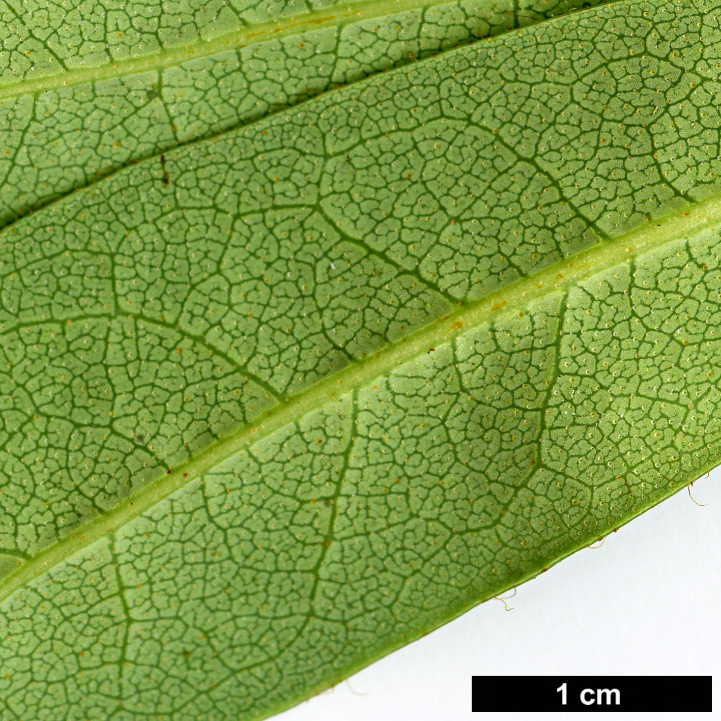 High resolution image: Family: Ericaceae - Genus: Rhododendron - Taxon: coxianum