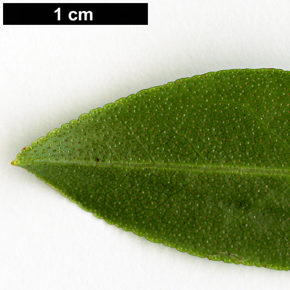 High resolution image: Family: Ericaceae - Genus: Rhododendron - Taxon: crenulatum