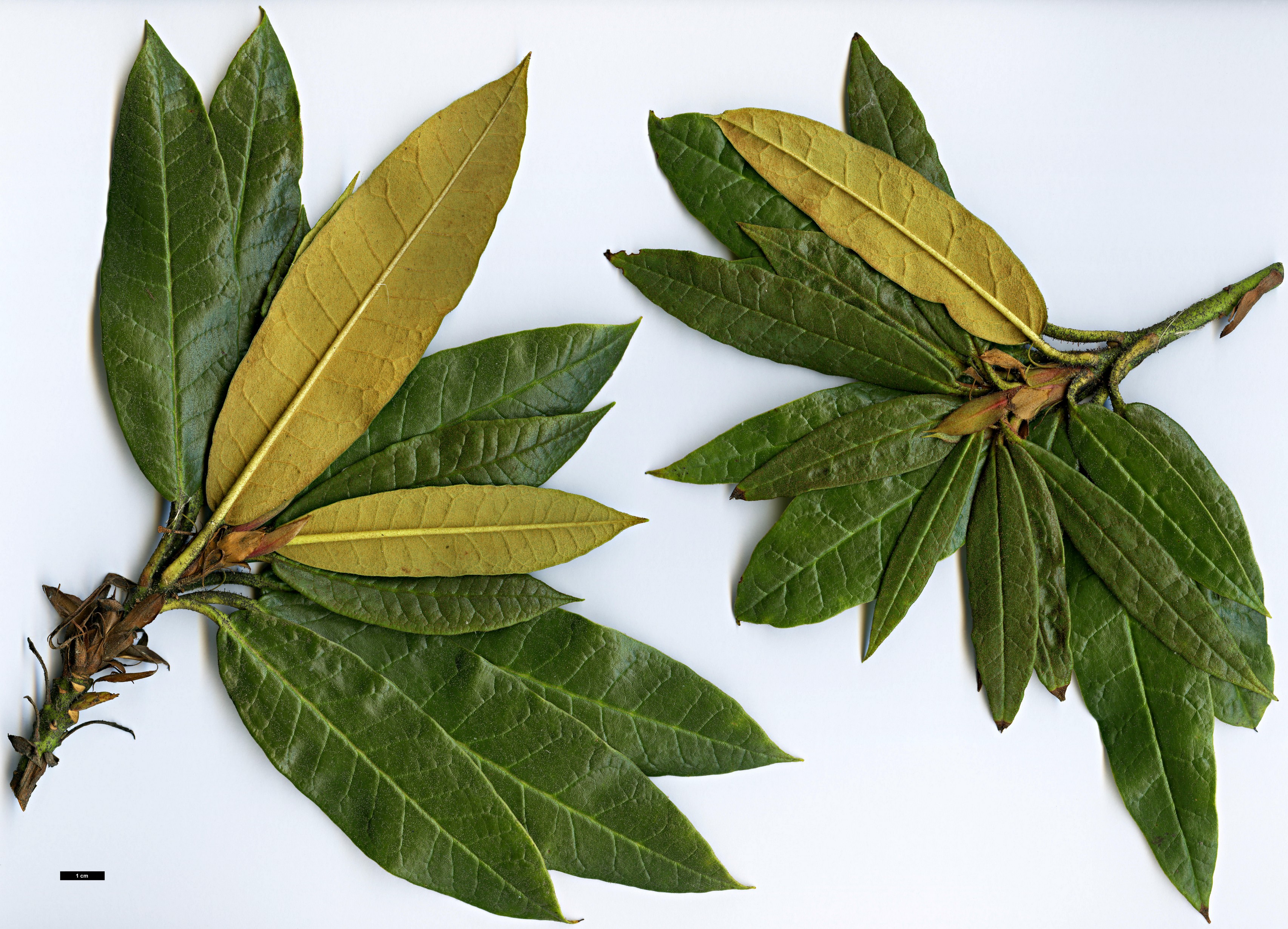 High resolution image: Family: Ericaceae - Genus: Rhododendron - Taxon: crinigerum