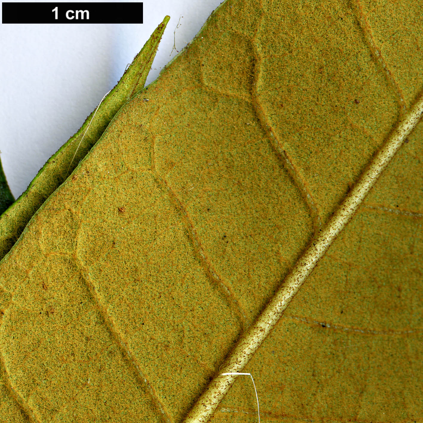 High resolution image: Family: Ericaceae - Genus: Rhododendron - Taxon: crinigerum