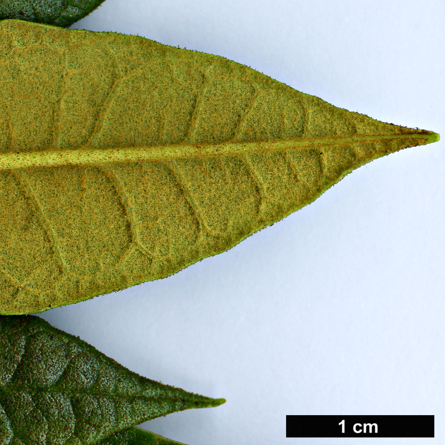 High resolution image: Family: Ericaceae - Genus: Rhododendron - Taxon: crinigerum