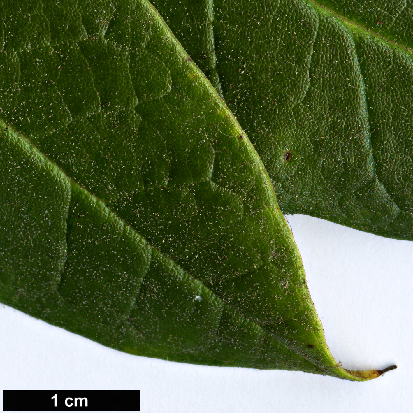 High resolution image: Family: Ericaceae - Genus: Rhododendron - Taxon: crinigerum