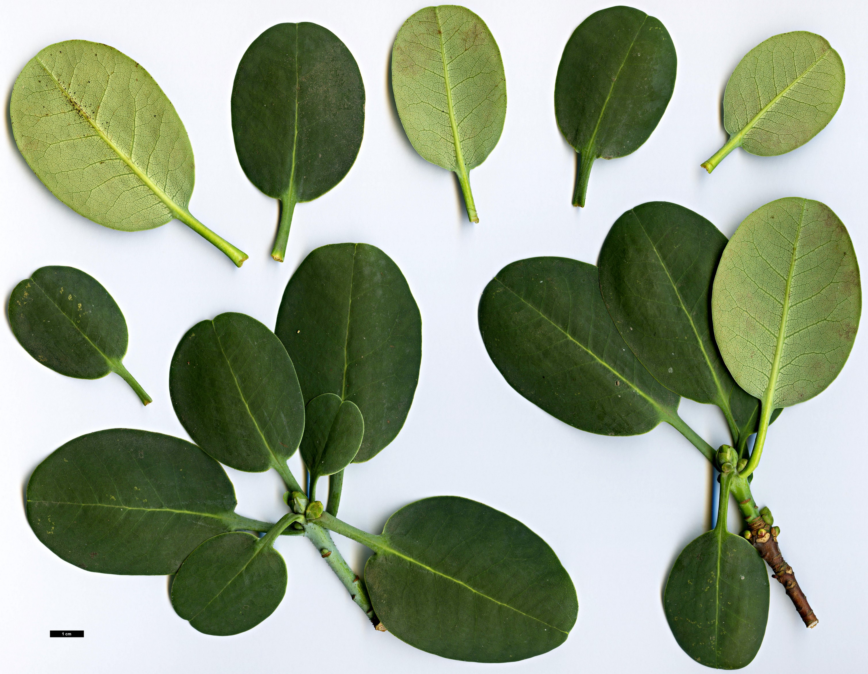 High resolution image: Family: Ericaceae - Genus: Rhododendron - Taxon: cyanocarpum