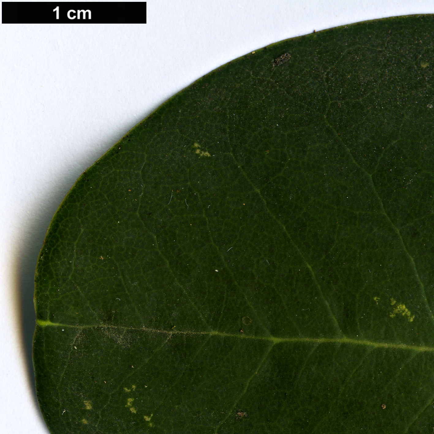 High resolution image: Family: Ericaceae - Genus: Rhododendron - Taxon: cyanocarpum