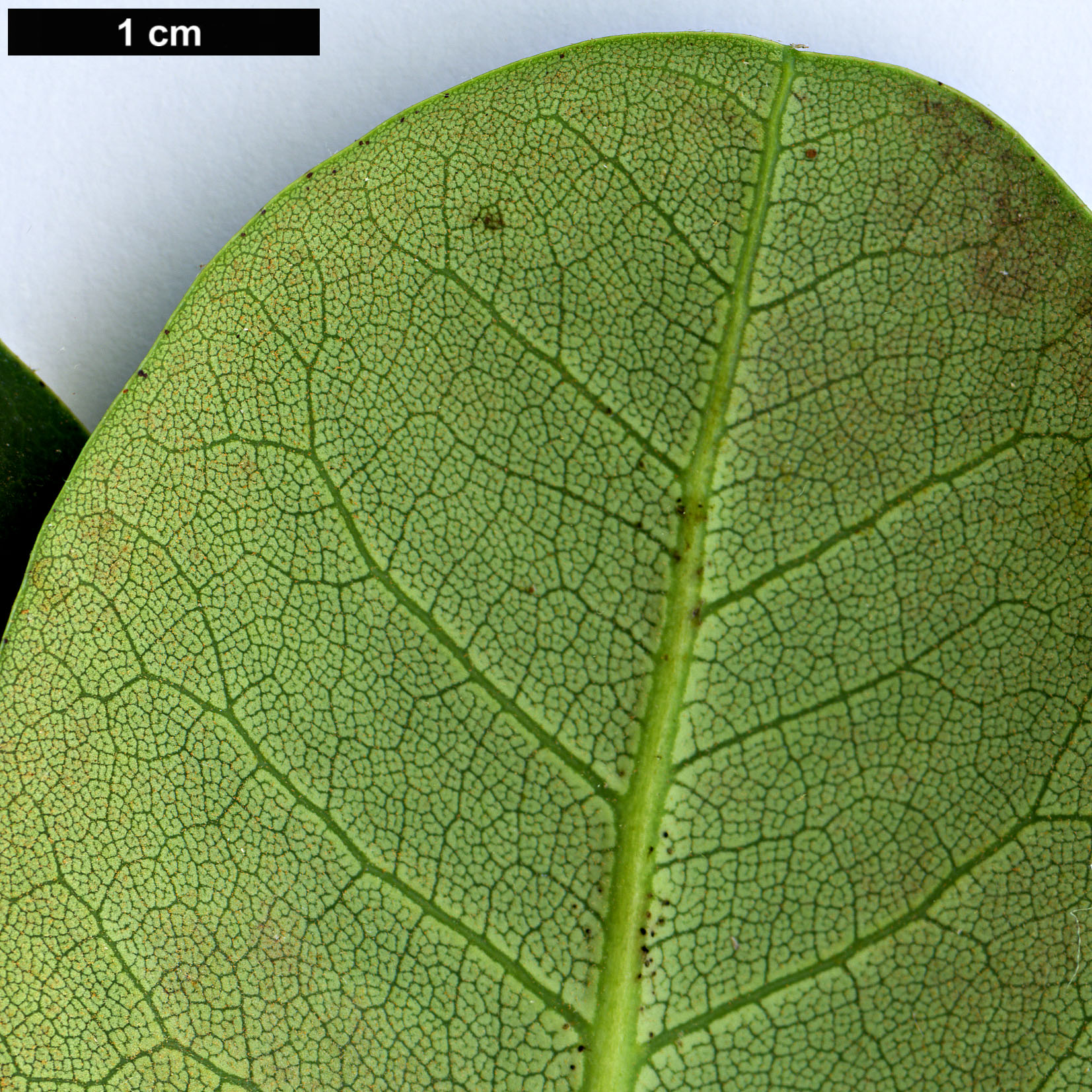 High resolution image: Family: Ericaceae - Genus: Rhododendron - Taxon: cyanocarpum