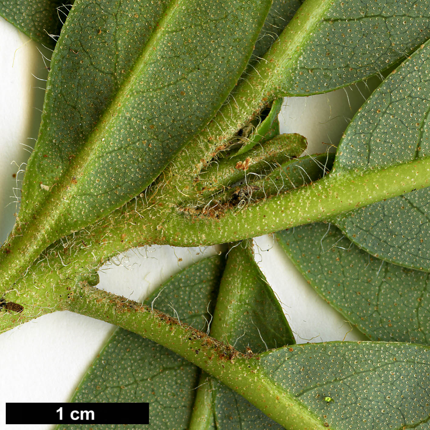 High resolution image: Family: Ericaceae - Genus: Rhododendron - Taxon: dalhousiae