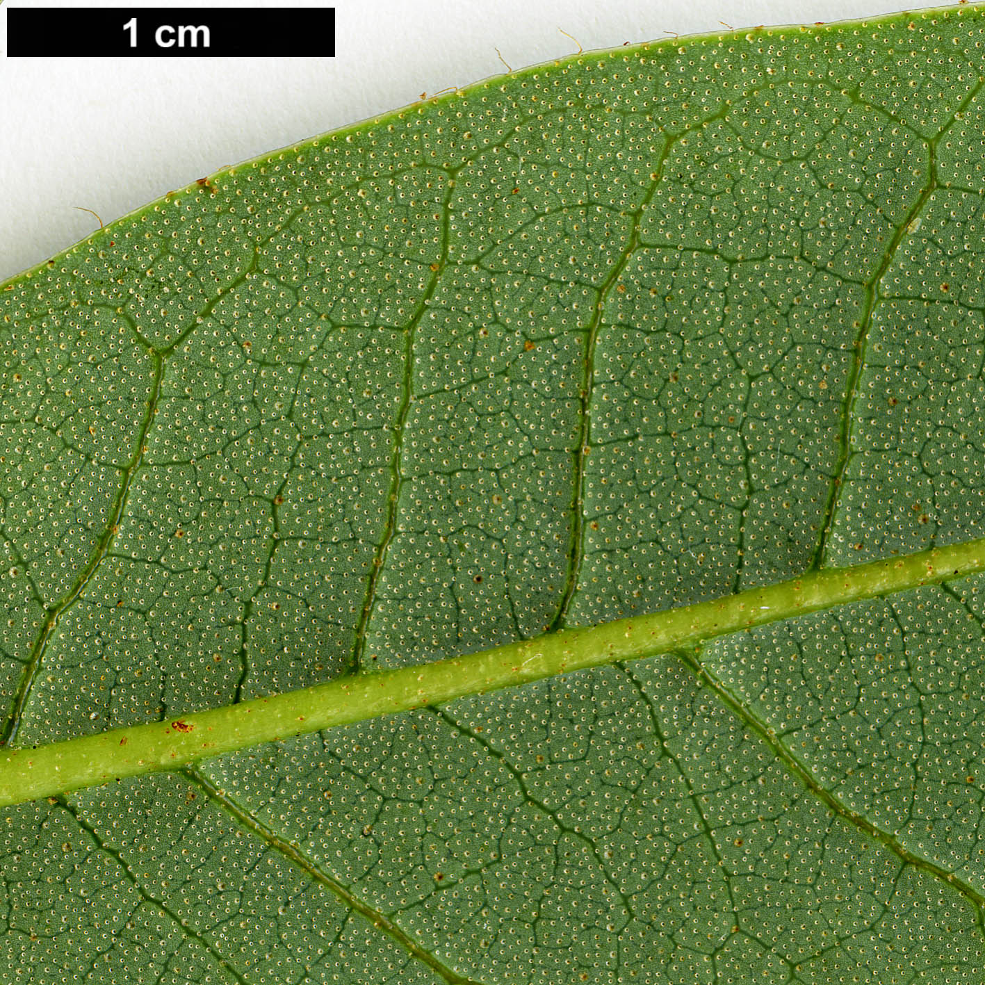 High resolution image: Family: Ericaceae - Genus: Rhododendron - Taxon: dalhousiae