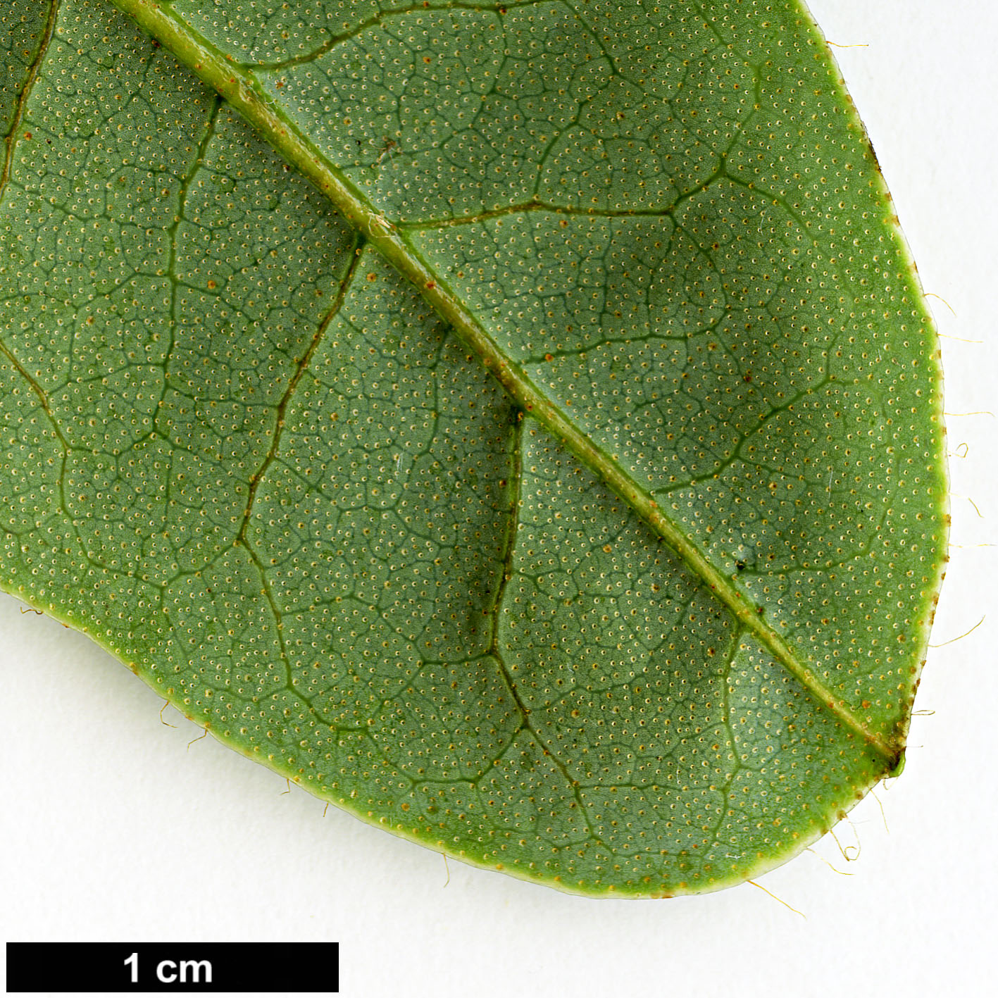 High resolution image: Family: Ericaceae - Genus: Rhododendron - Taxon: dalhousiae