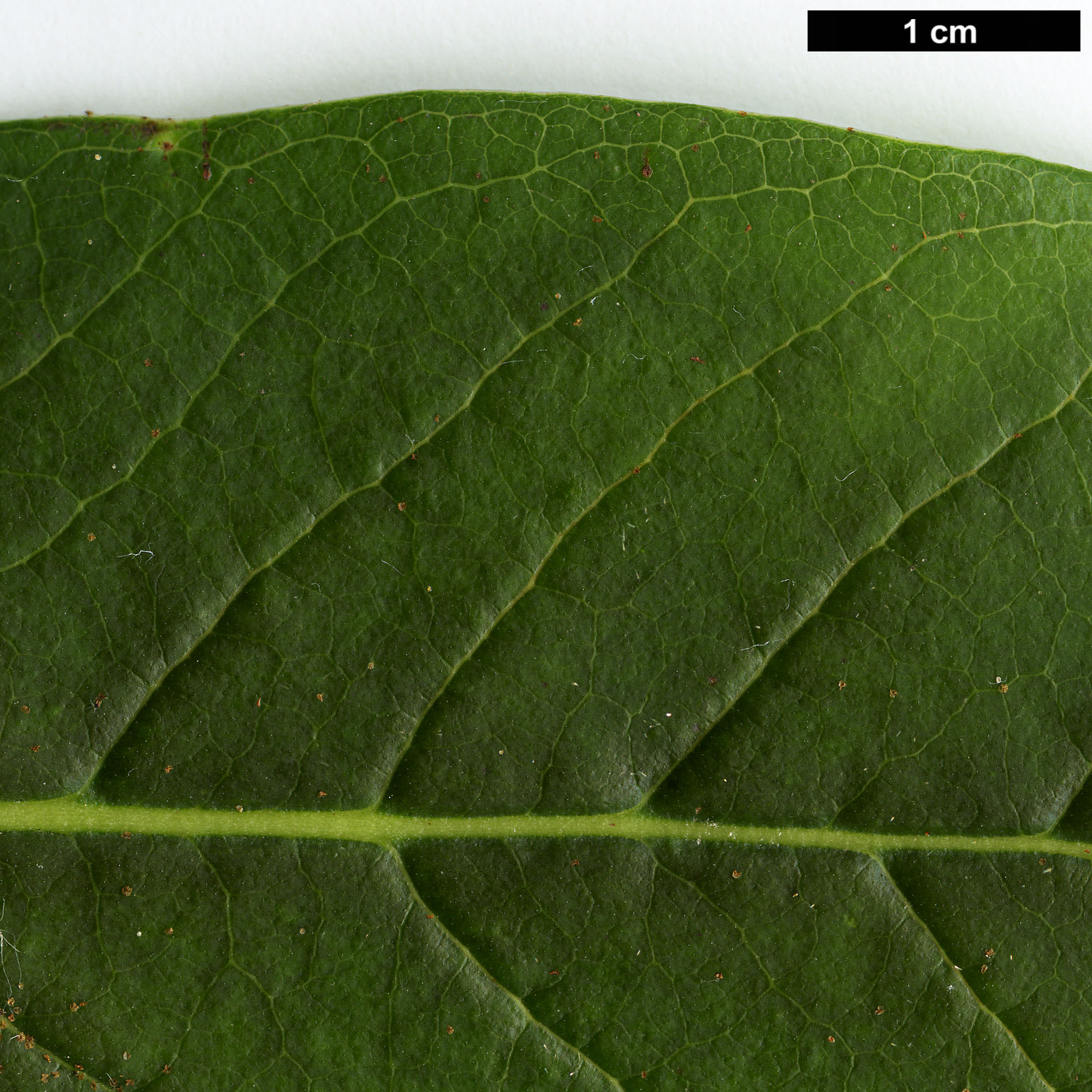 High resolution image: Family: Ericaceae - Genus: Rhododendron - Taxon: dalhousiae - SpeciesSub: var. rabdotum