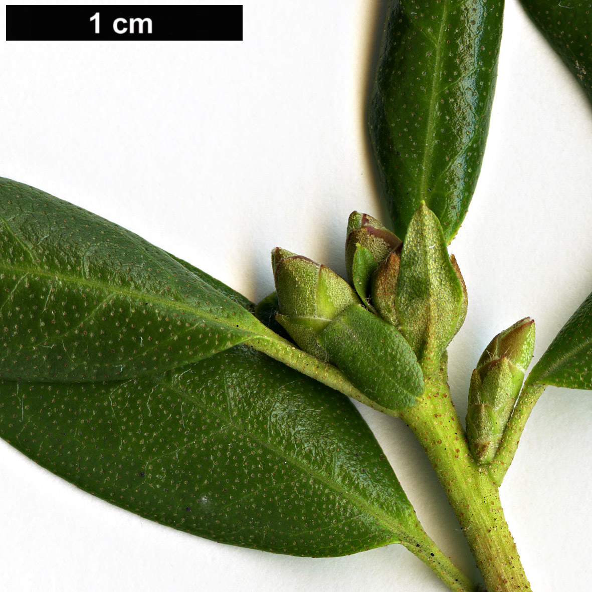 High resolution image: Family: Ericaceae - Genus: Rhododendron - Taxon: dauricum