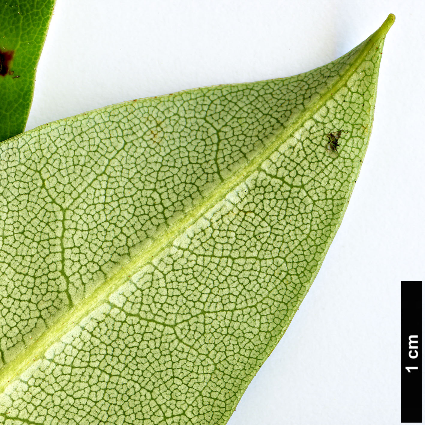 High resolution image: Family: Ericaceae - Genus: Rhododendron - Taxon: davidii