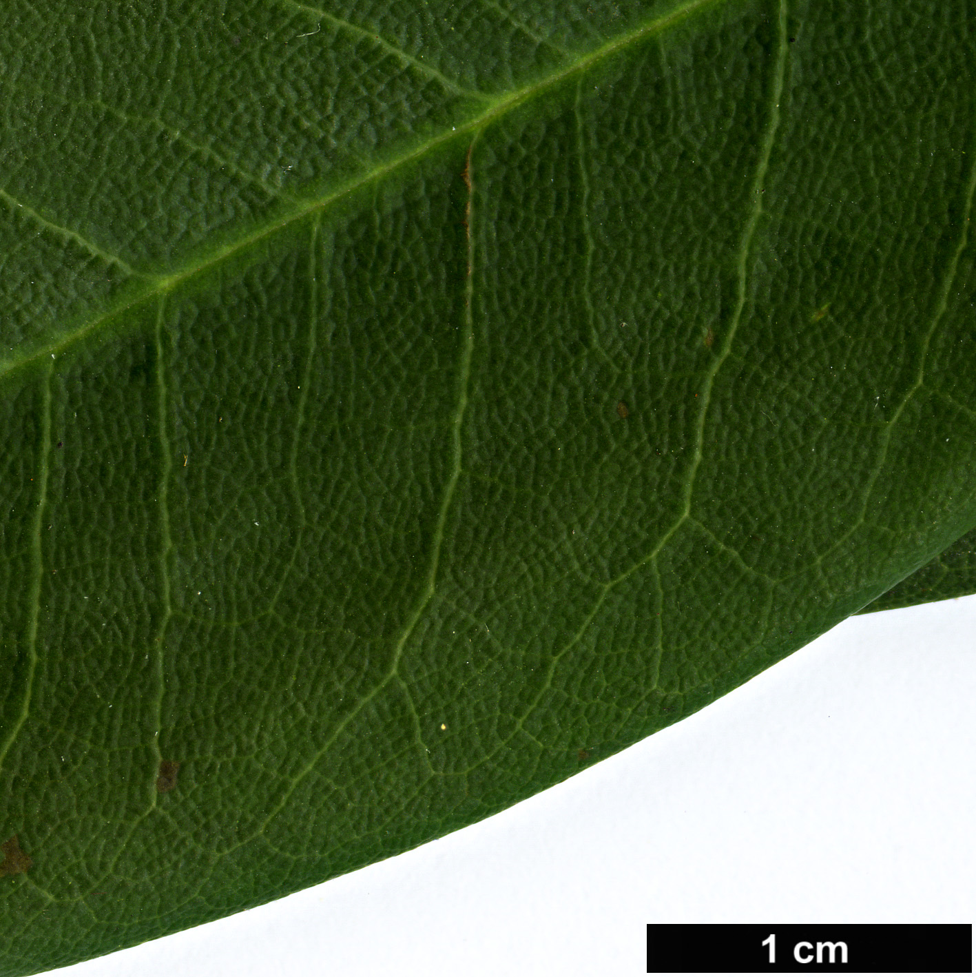 High resolution image: Family: Ericaceae - Genus: Rhododendron - Taxon: davidii