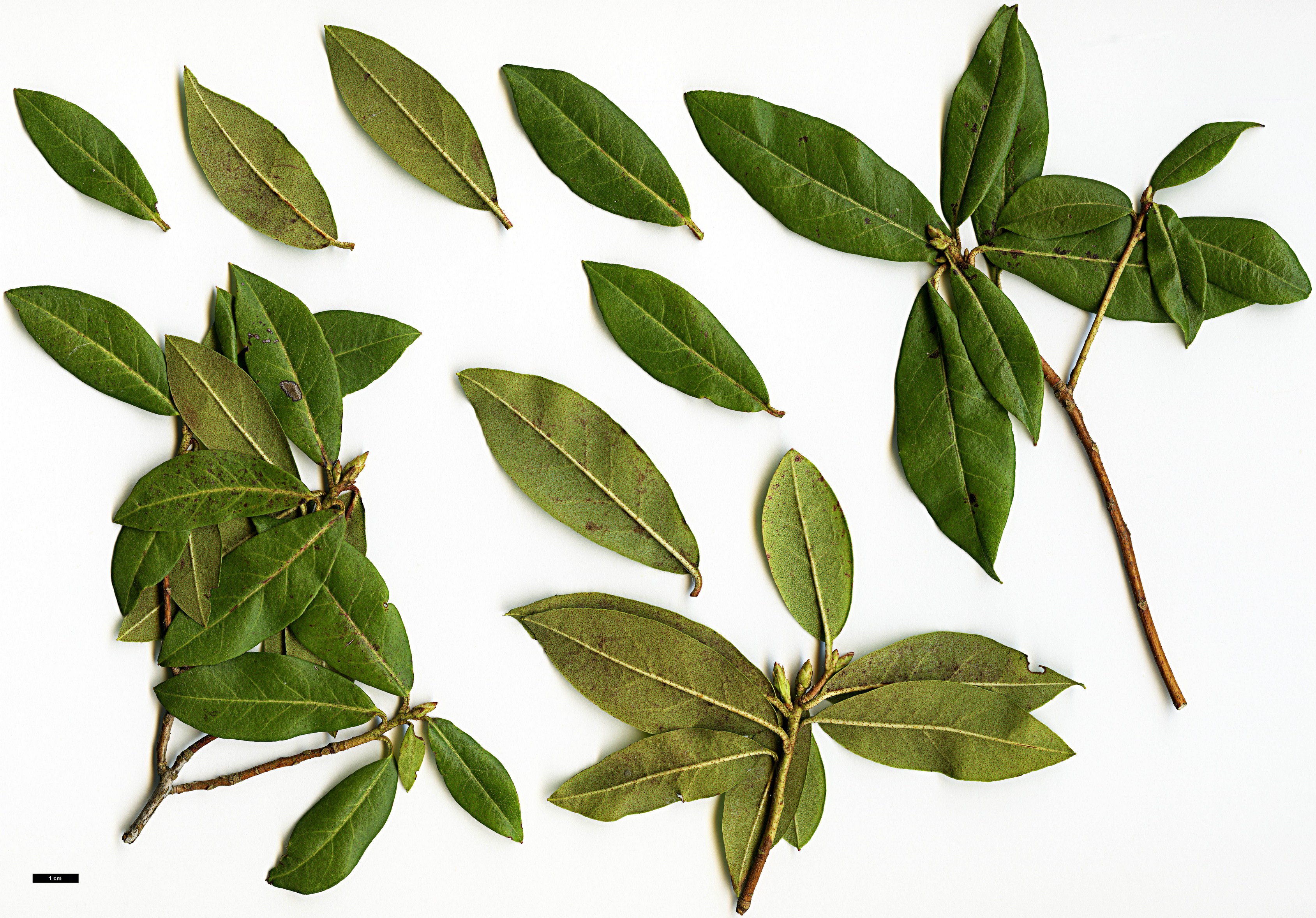 High resolution image: Family: Ericaceae - Genus: Rhododendron - Taxon: davidsonianum