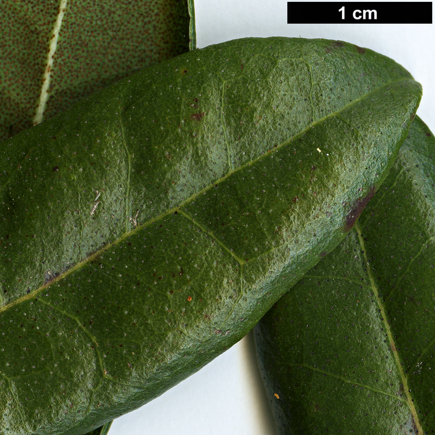 High resolution image: Family: Ericaceae - Genus: Rhododendron - Taxon: davidsonianum