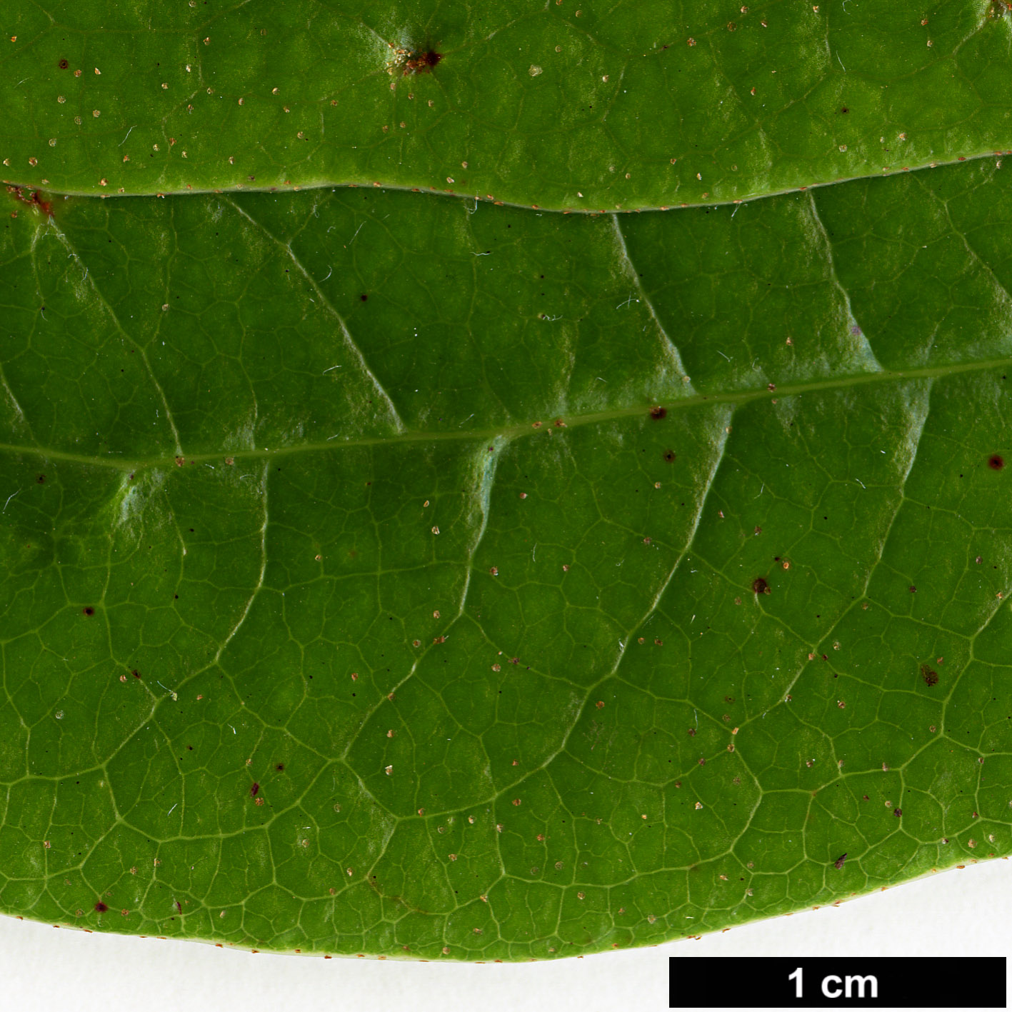 High resolution image: Family: Ericaceae - Genus: Rhododendron - Taxon: dendricola