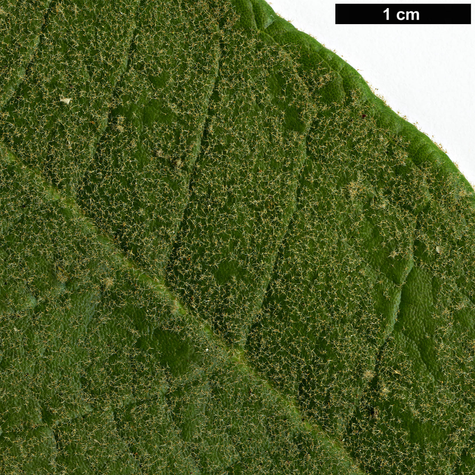 High resolution image: Family: Ericaceae - Genus: Rhododendron - Taxon: denudatum