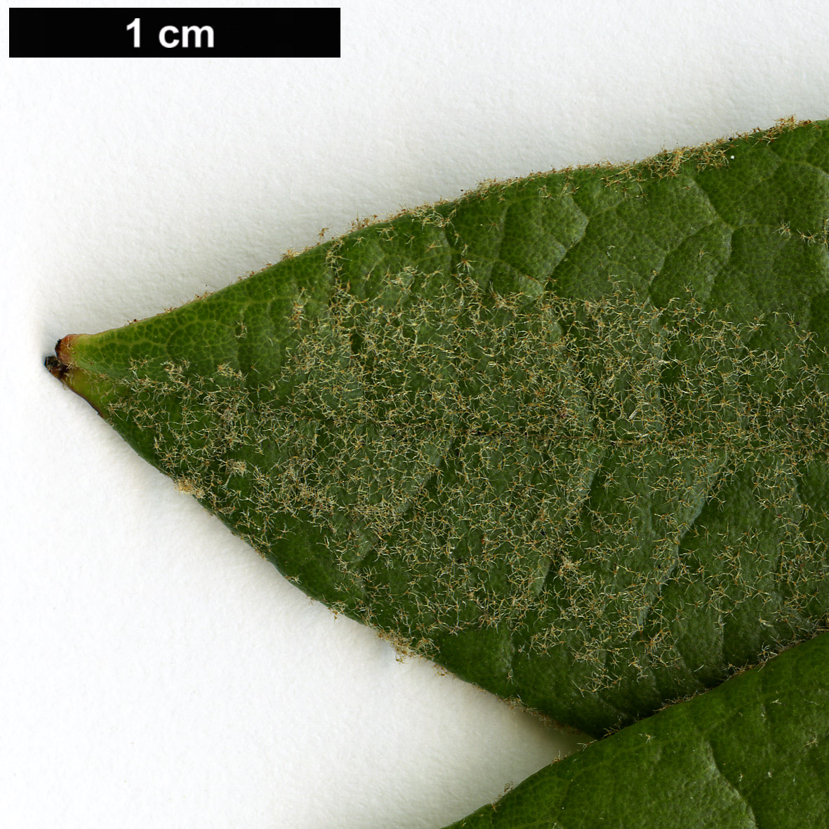 High resolution image: Family: Ericaceae - Genus: Rhododendron - Taxon: denudatum