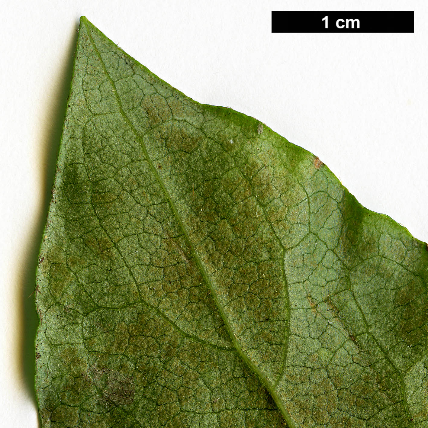 High resolution image: Family: Ericaceae - Genus: Rhododendron - Taxon: dilatatum - SpeciesSub: var. satsumense