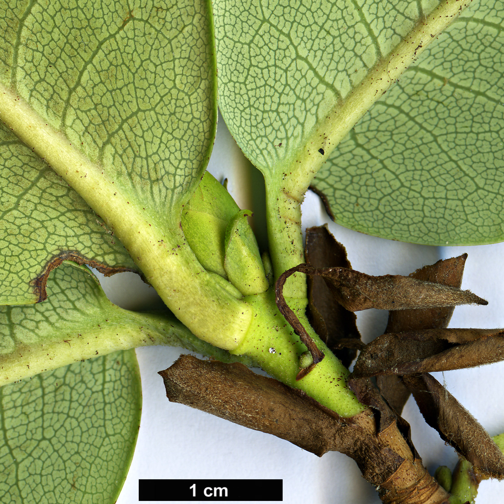 High resolution image: Family: Ericaceae - Genus: Rhododendron - Taxon: eclecteum