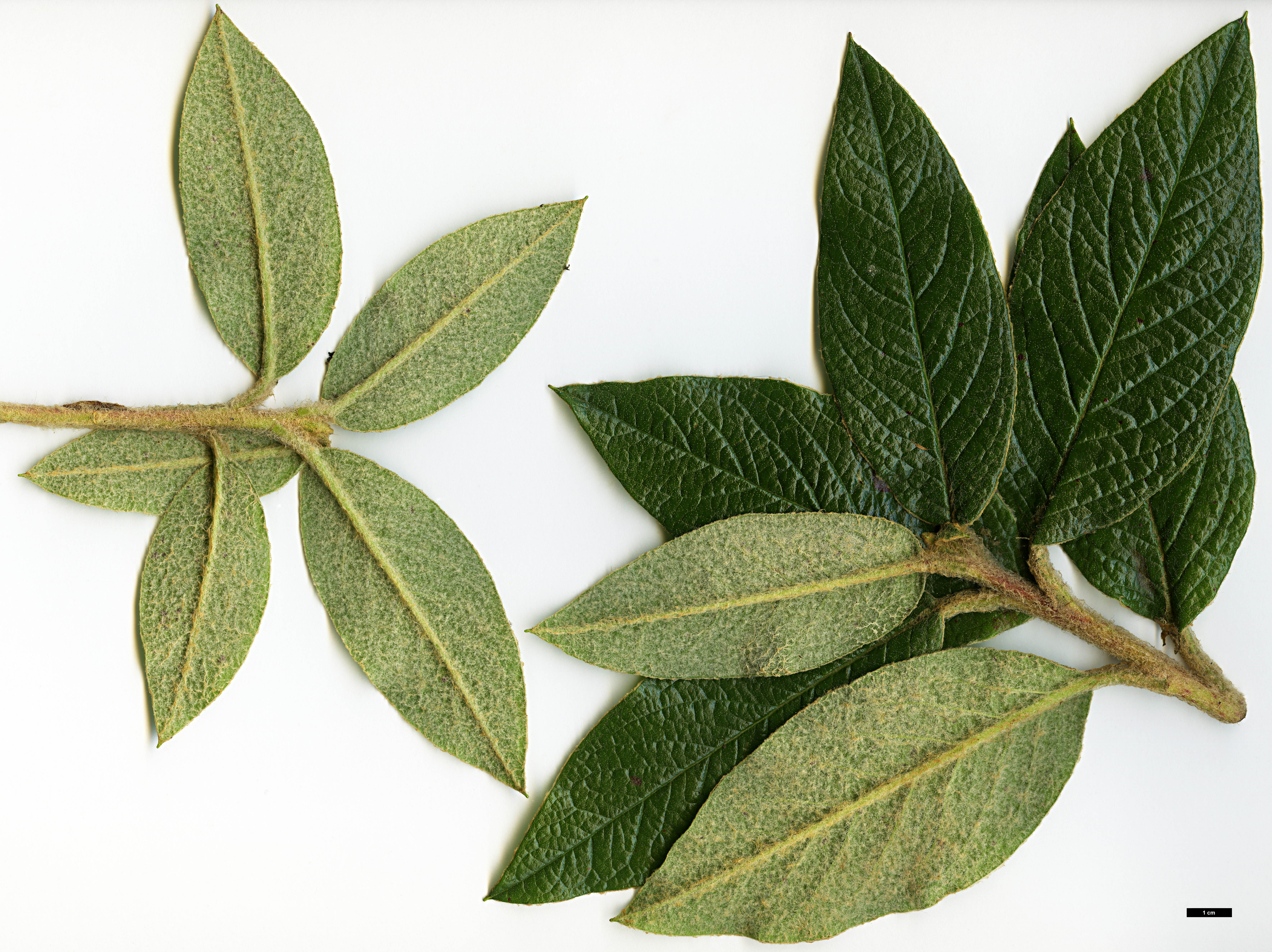 High resolution image: Family: Ericaceae - Genus: Rhododendron - Taxon: edgeworthii