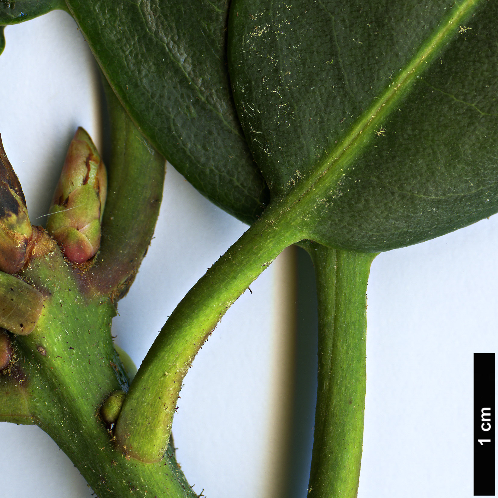 High resolution image: Family: Ericaceae - Genus: Rhododendron - Taxon: elliottii