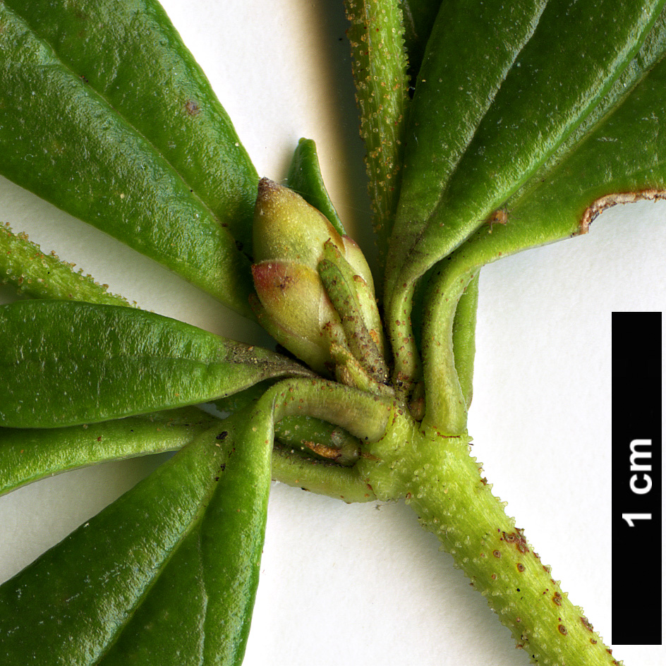 High resolution image: Family: Ericaceae - Genus: Rhododendron - Taxon: emarginatum