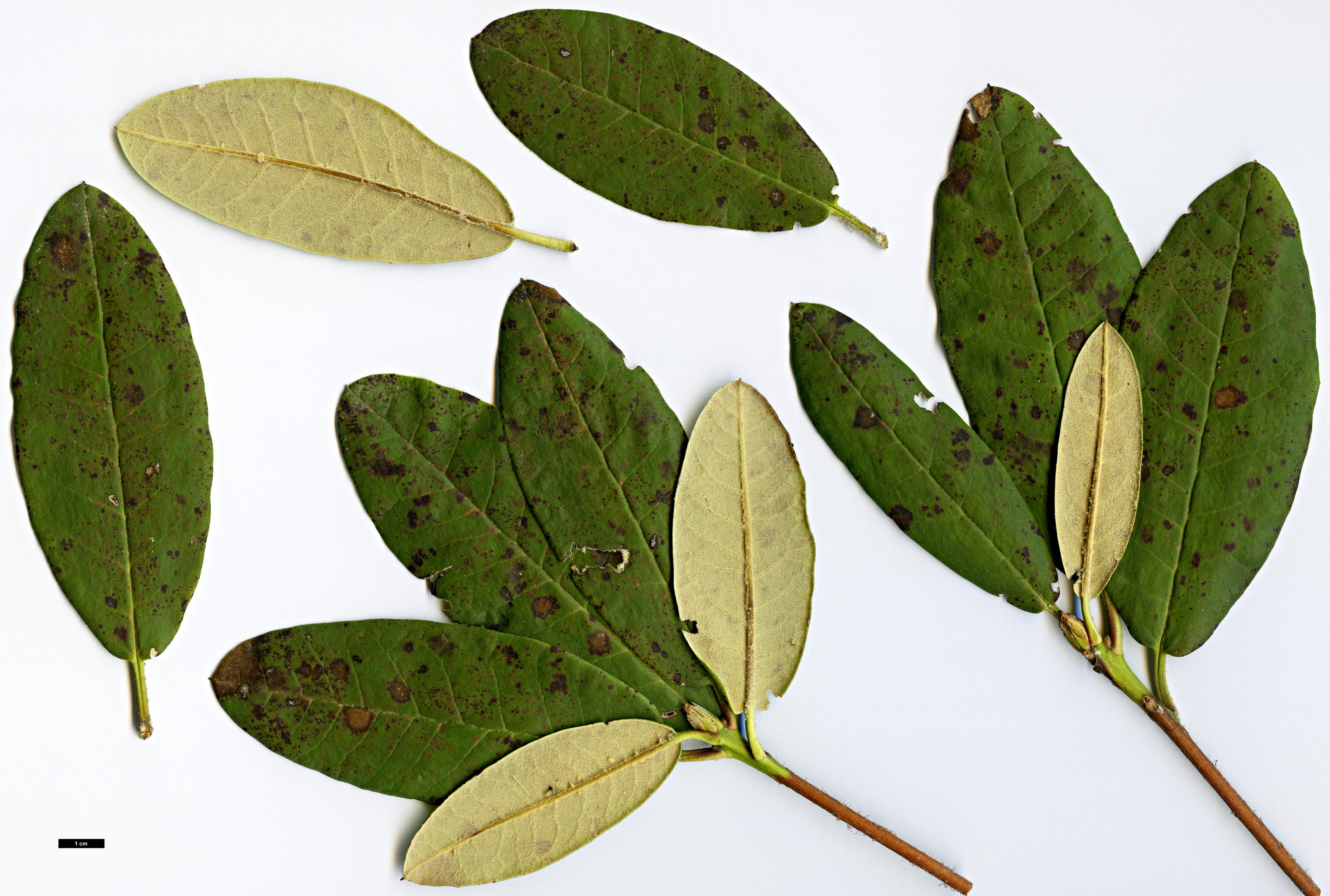 High resolution image: Family: Ericaceae - Genus: Rhododendron - Taxon: euchroum