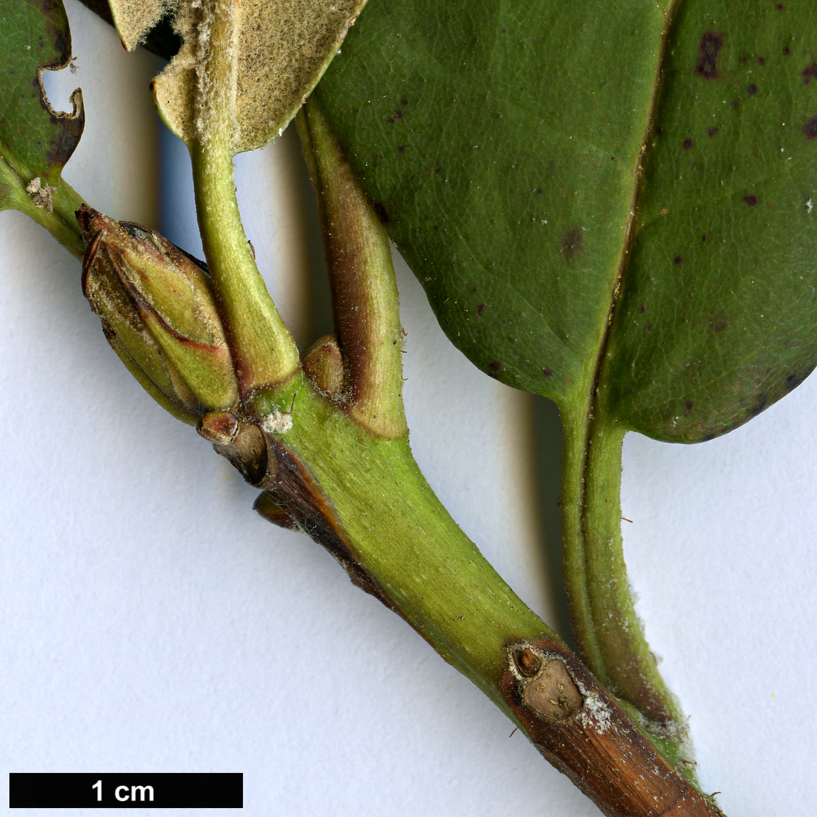 High resolution image: Family: Ericaceae - Genus: Rhododendron - Taxon: euchroum