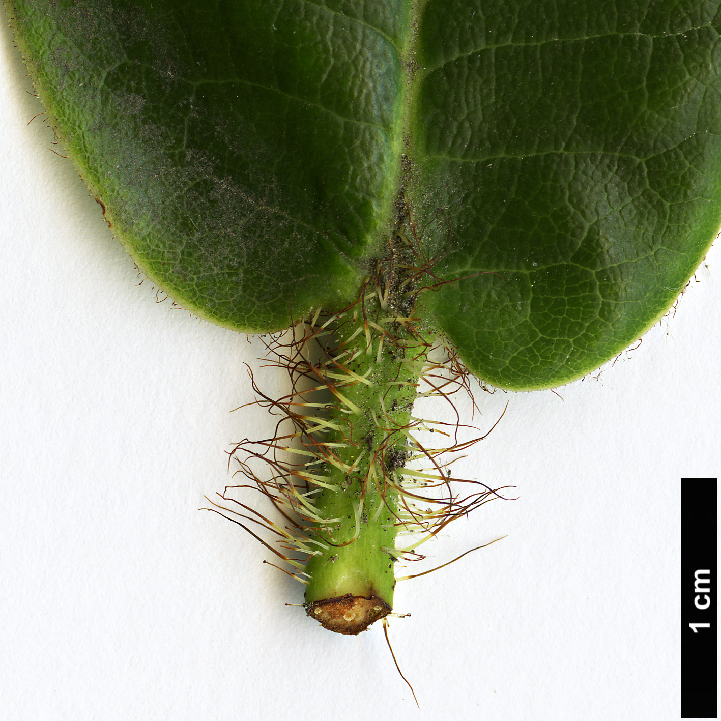 High resolution image: Family: Ericaceae - Genus: Rhododendron - Taxon: exasperatum