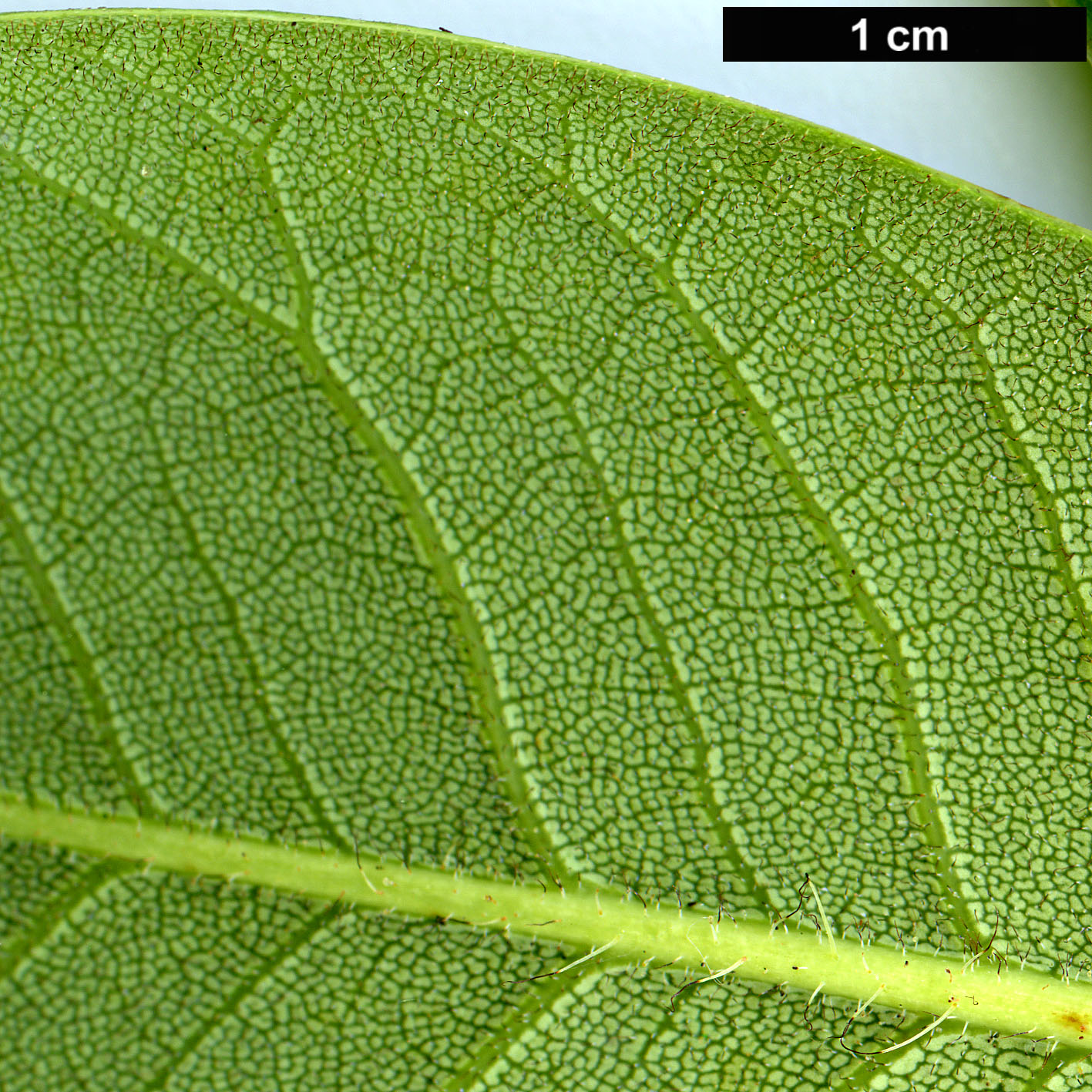 High resolution image: Family: Ericaceae - Genus: Rhododendron - Taxon: exasperatum