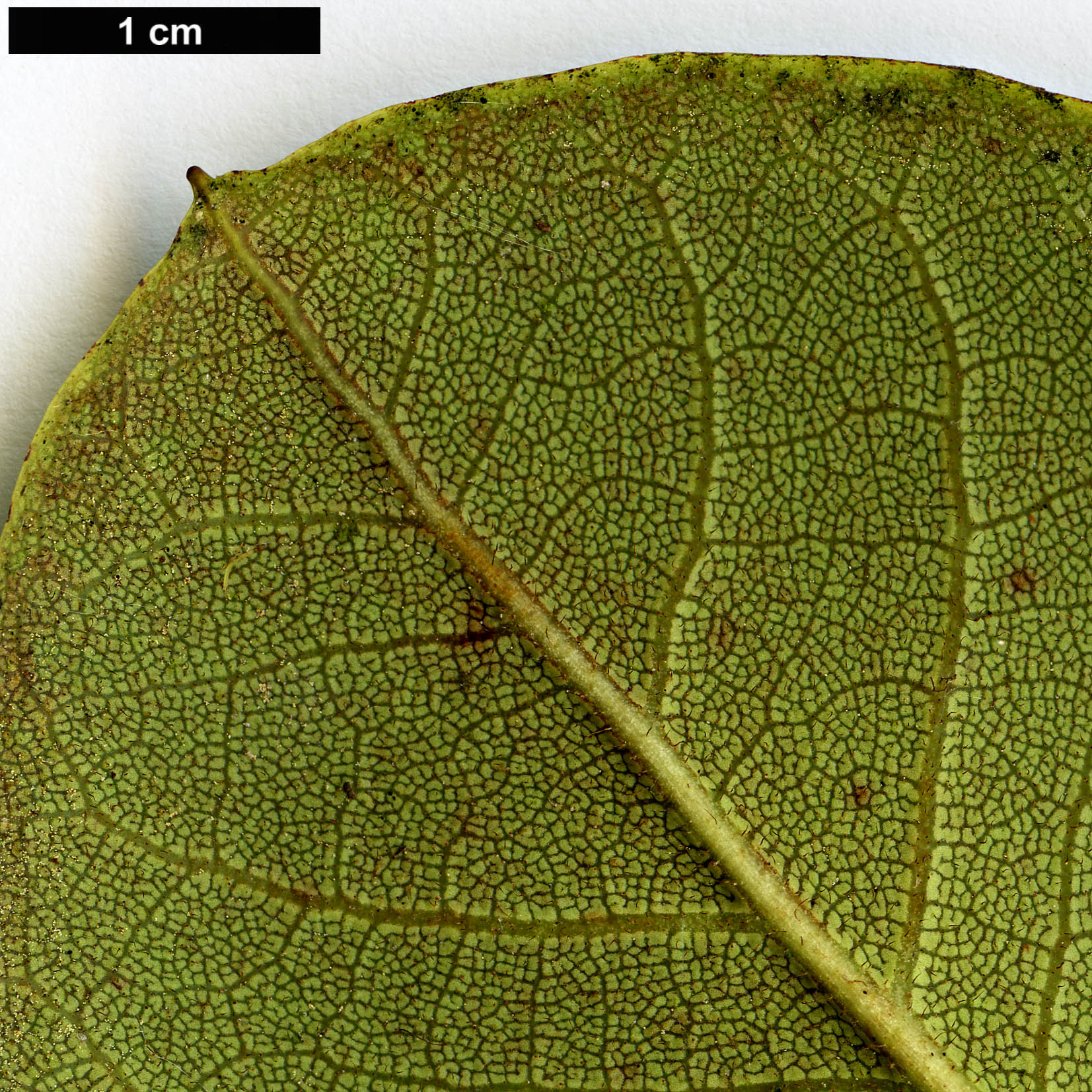 High resolution image: Family: Ericaceae - Genus: Rhododendron - Taxon: exasperatum