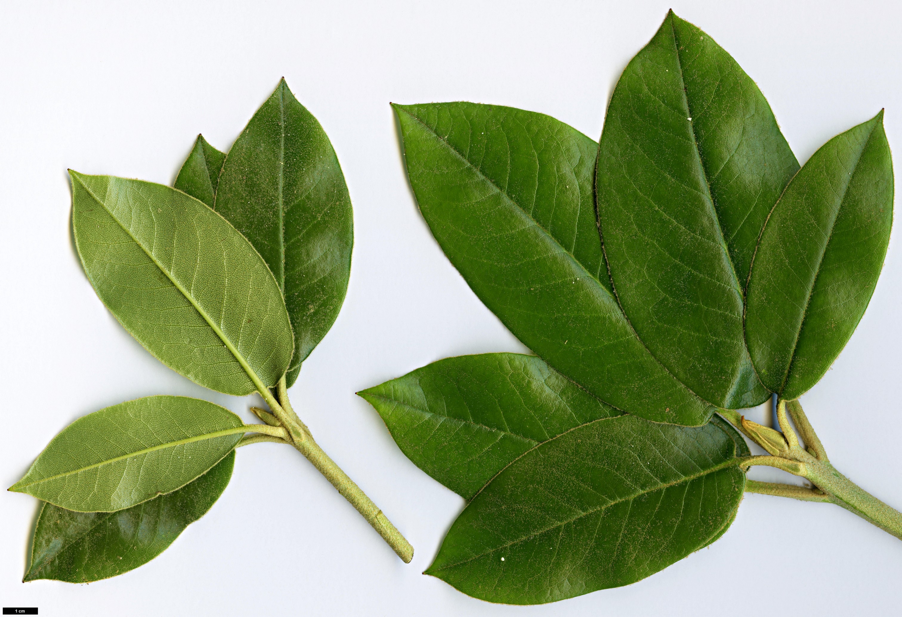 High resolution image: Family: Ericaceae - Genus: Rhododendron - Taxon: faberi