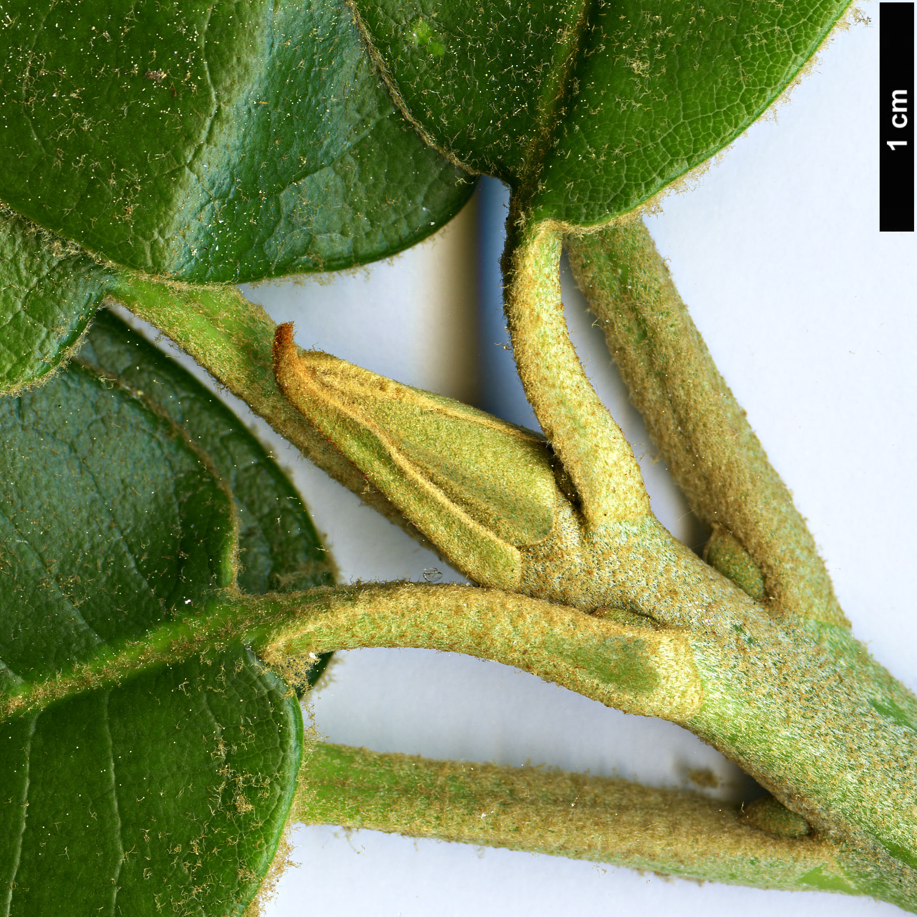 High resolution image: Family: Ericaceae - Genus: Rhododendron - Taxon: faberi