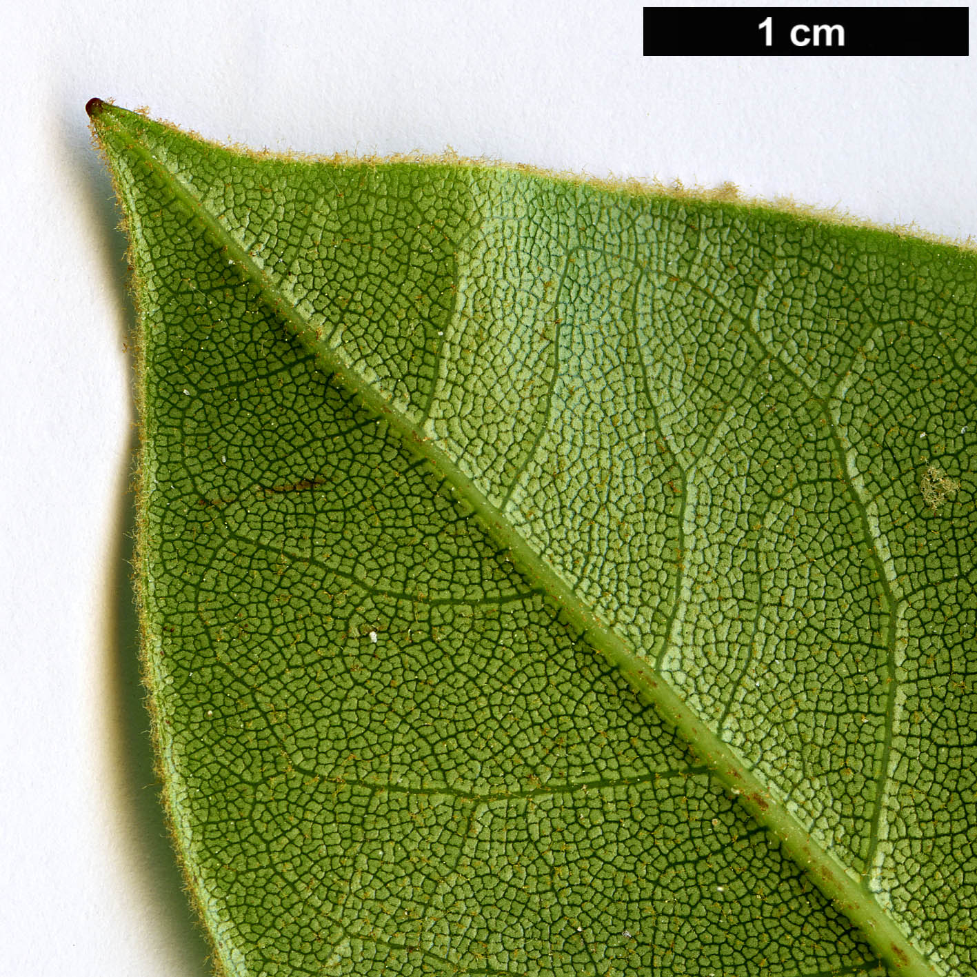 High resolution image: Family: Ericaceae - Genus: Rhododendron - Taxon: faberi