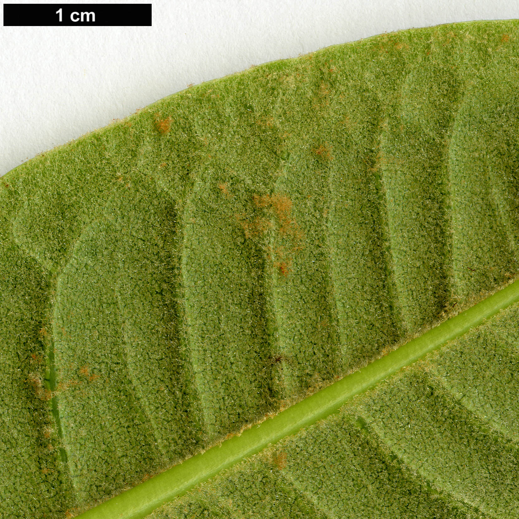 High resolution image: Family: Ericaceae - Genus: Rhododendron - Taxon: facetum